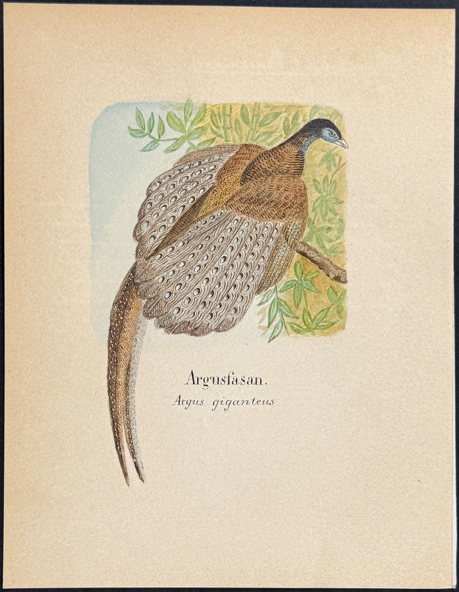 Great Argus Pheasant [Argus giganteus]
