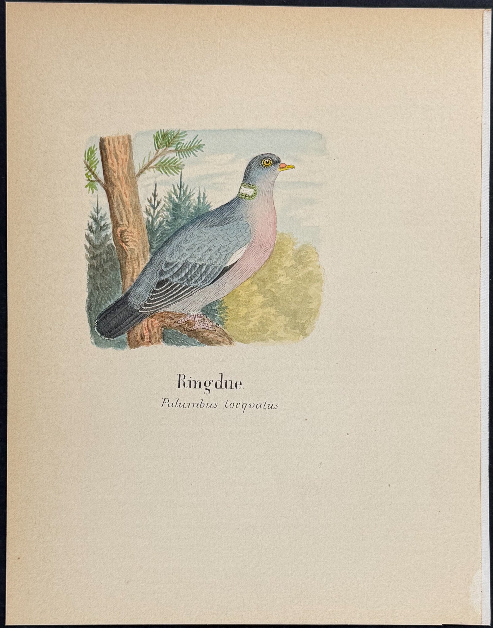 Common Wood Pigeon [Palumbus torquatus]
