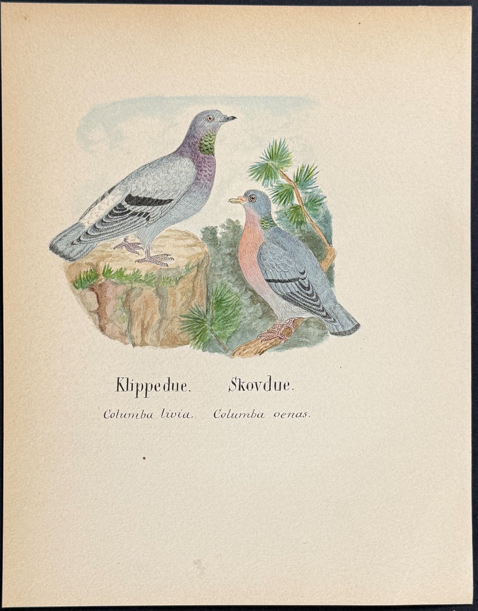 Rock Dove & Stock Dove [Columba livia, C. venas]