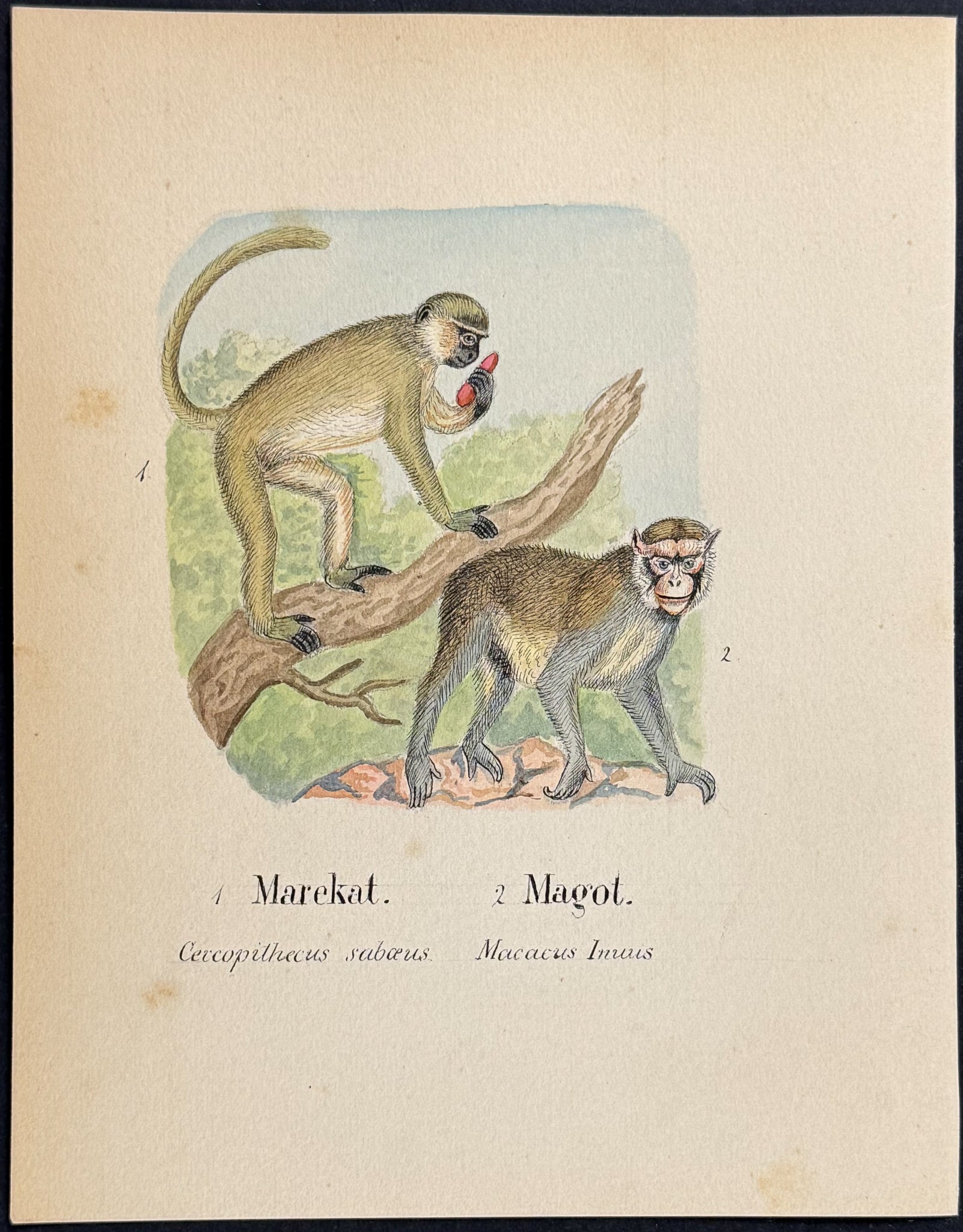 Monkeys [Cercopithecus sabaeus, Macacus Inuus]