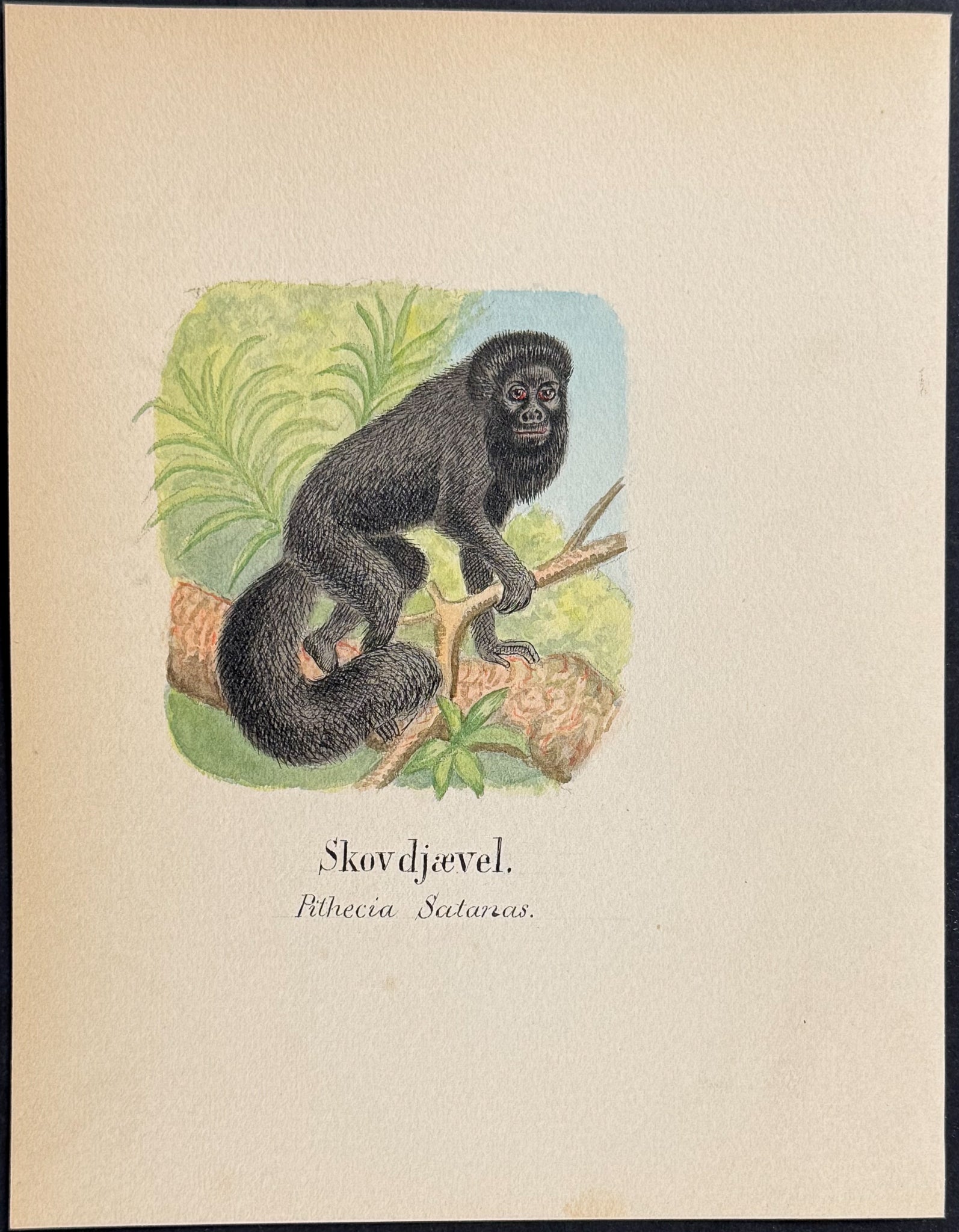 Saki Monkey [Pithecia satanas]