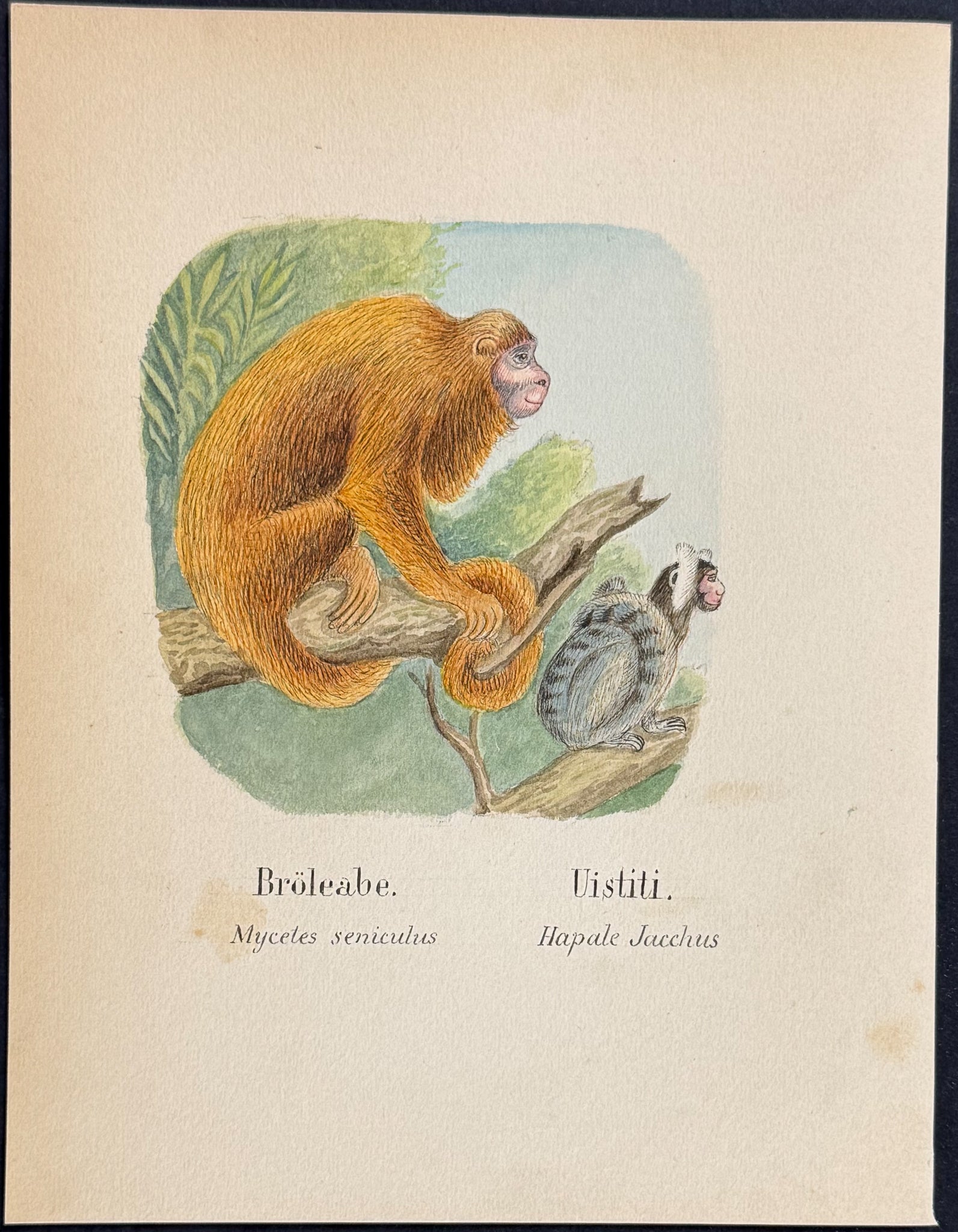 Howler Monkey & Common Marmoset [Mycetes seniculus, Hapale jacchus]
