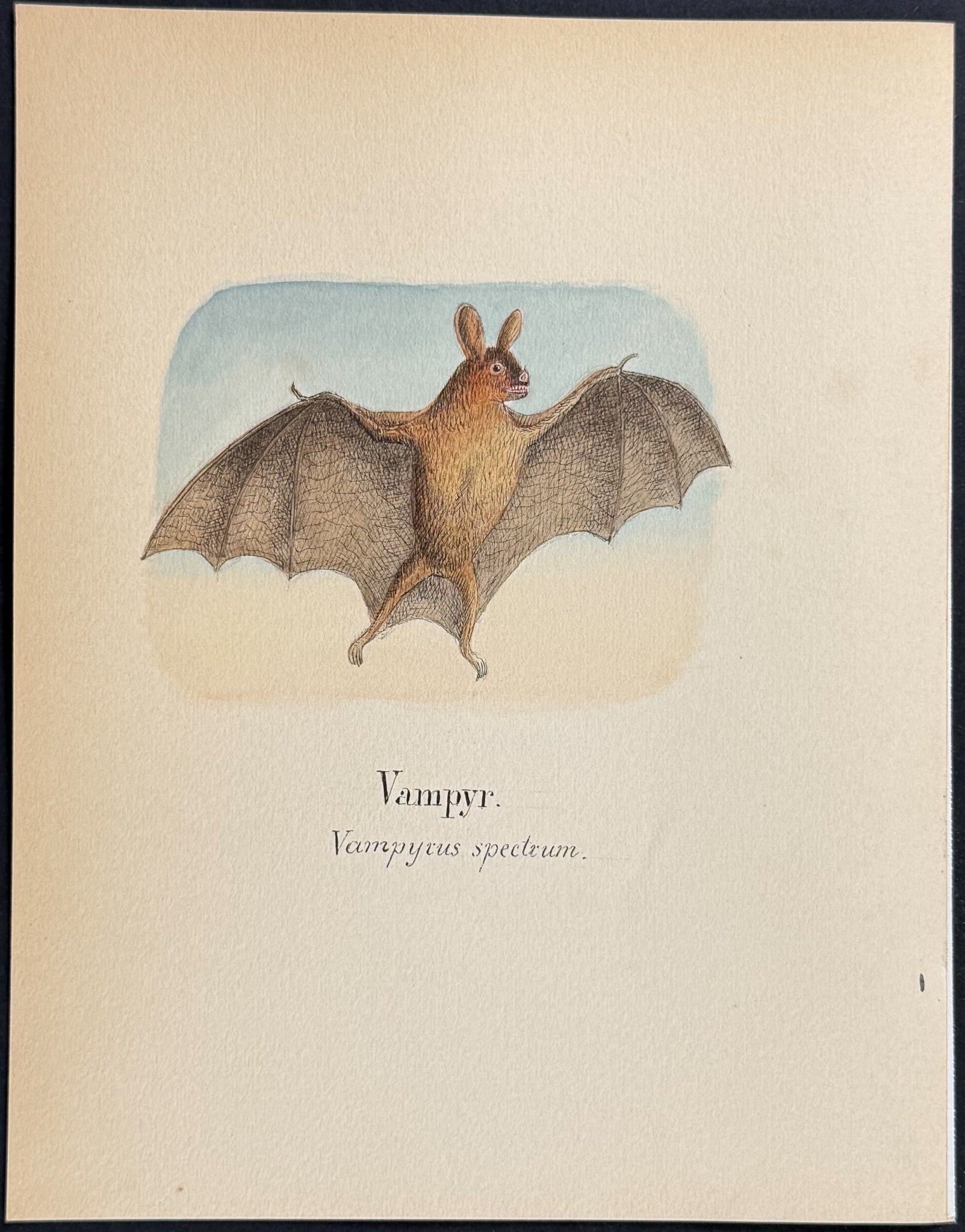 Spectral Bat (Great False Vampire Bat) [Vampyrus spectrum]