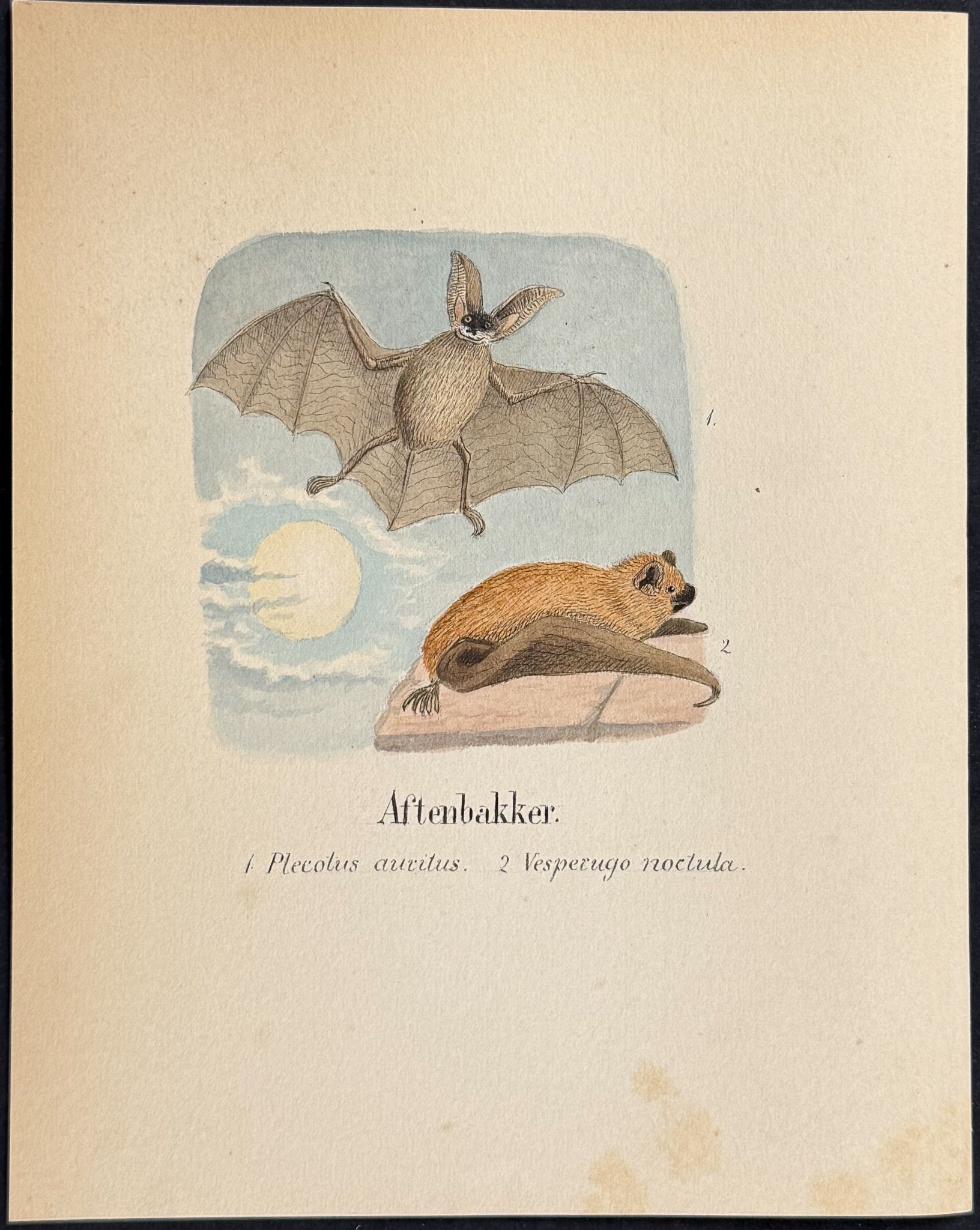 Brown Long-eared Bat & Common Noctule [Ptecotus auritus, Vesperugo noctula]