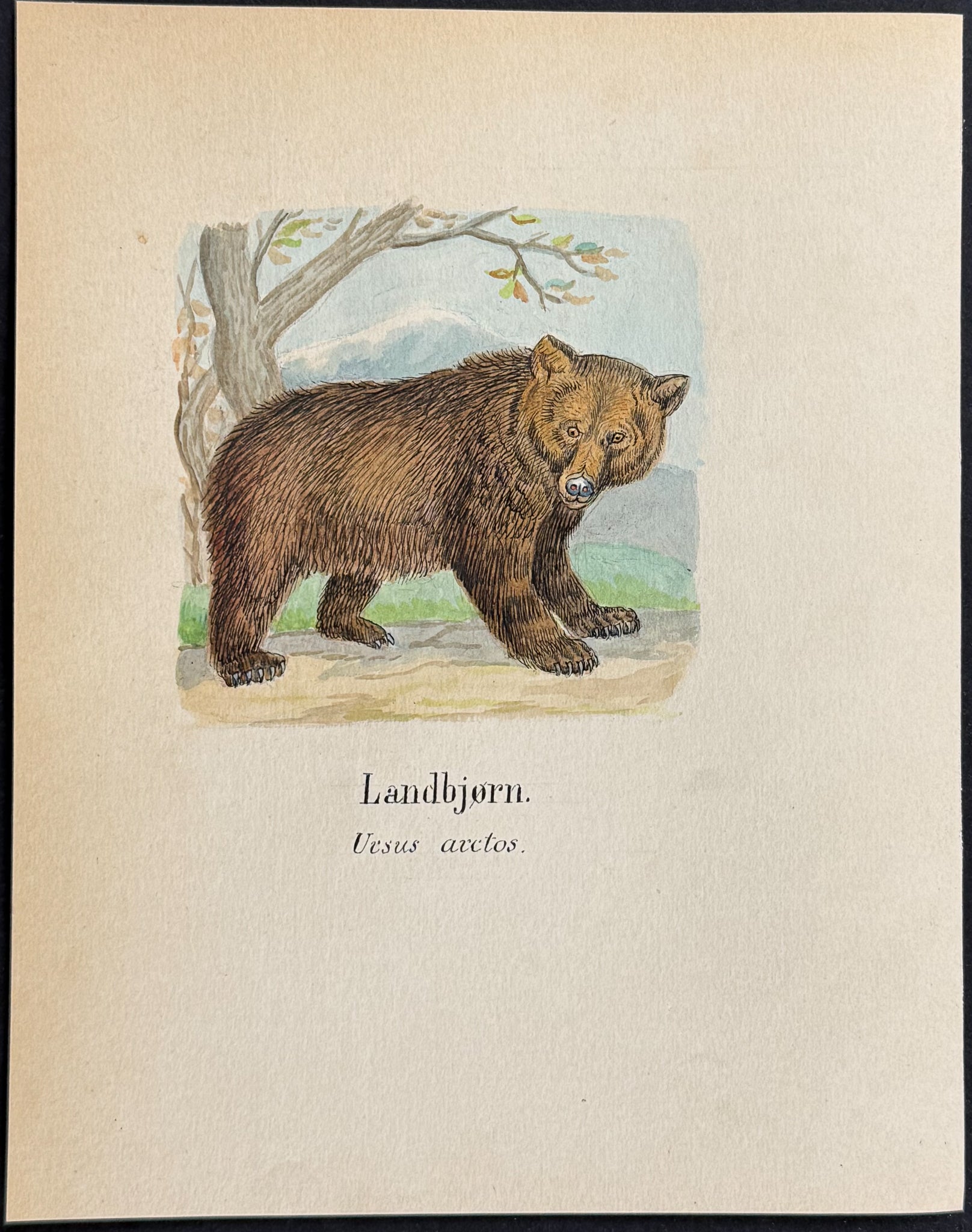Brown Bear [Ursus arctos]