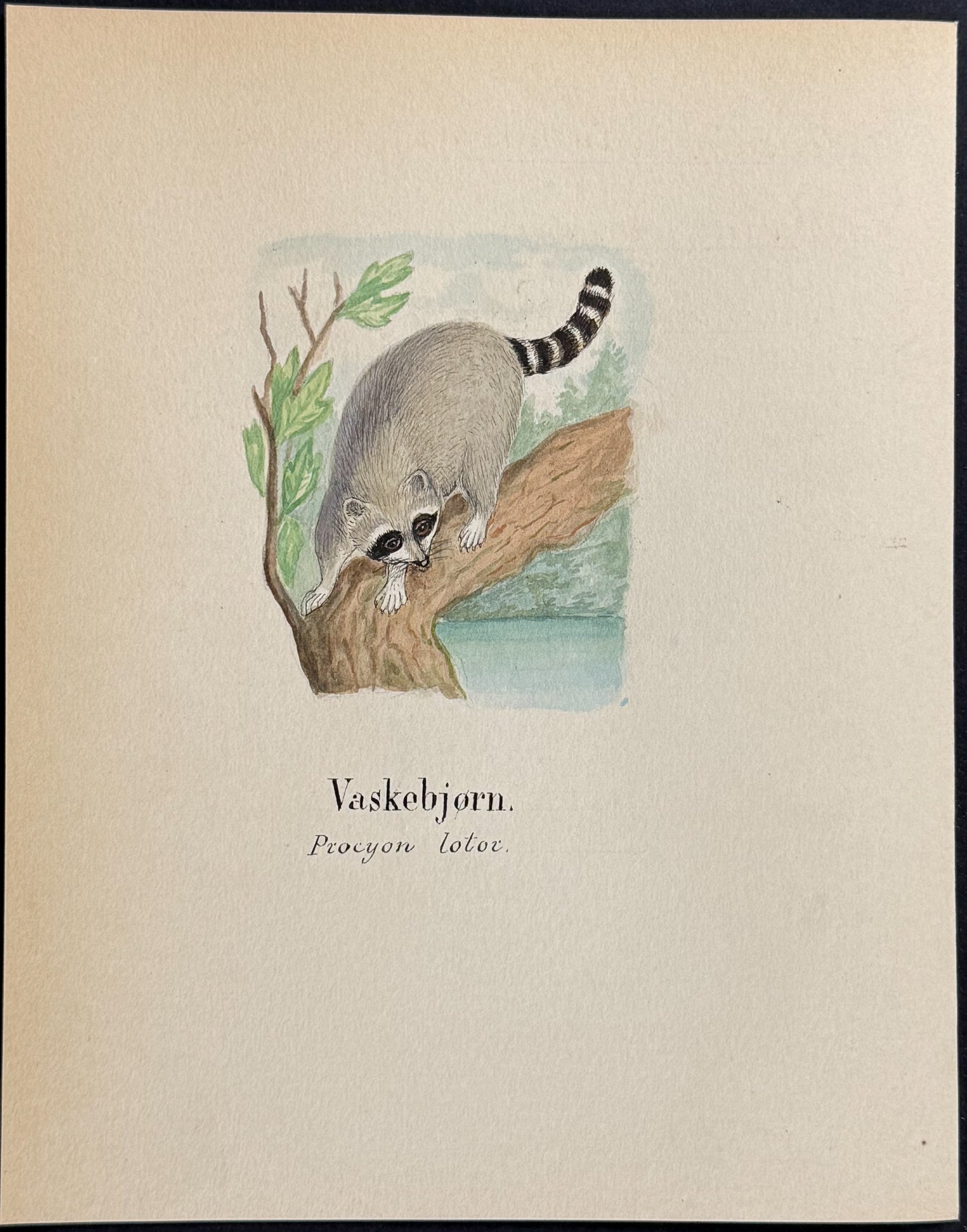 Raccoon [Procyon lotoc]