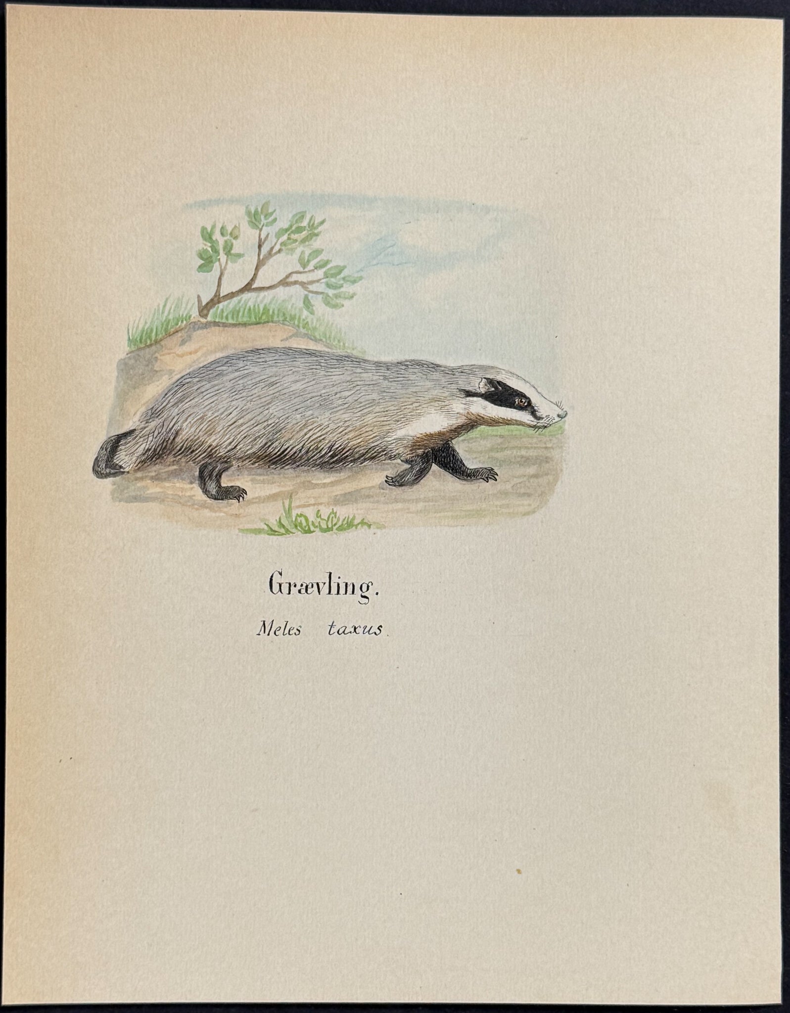 European Badger [Meles taxus]