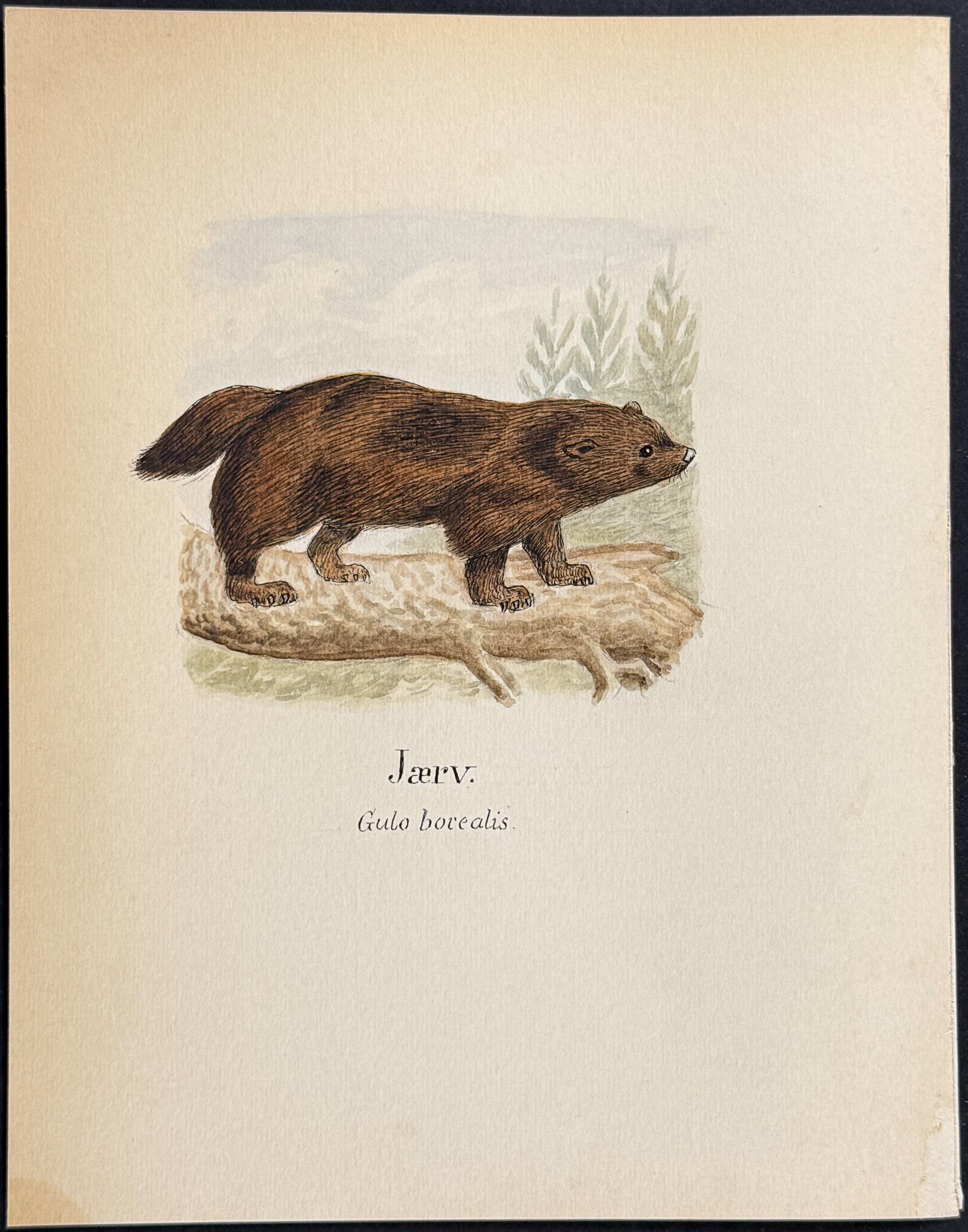 Wolverine [Gulo borealis]