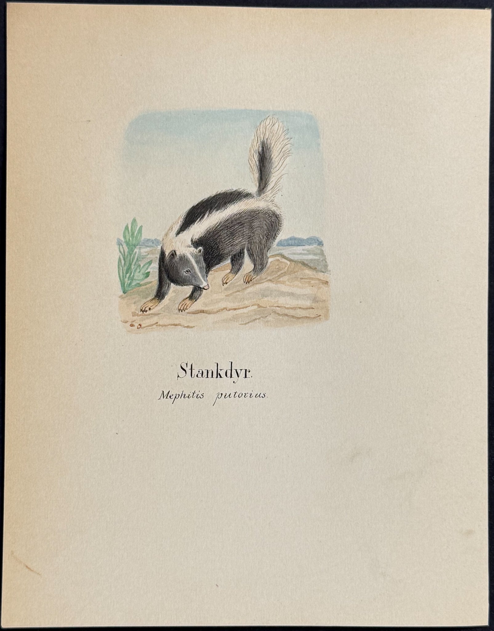 Skunk [Mephitis putorius]