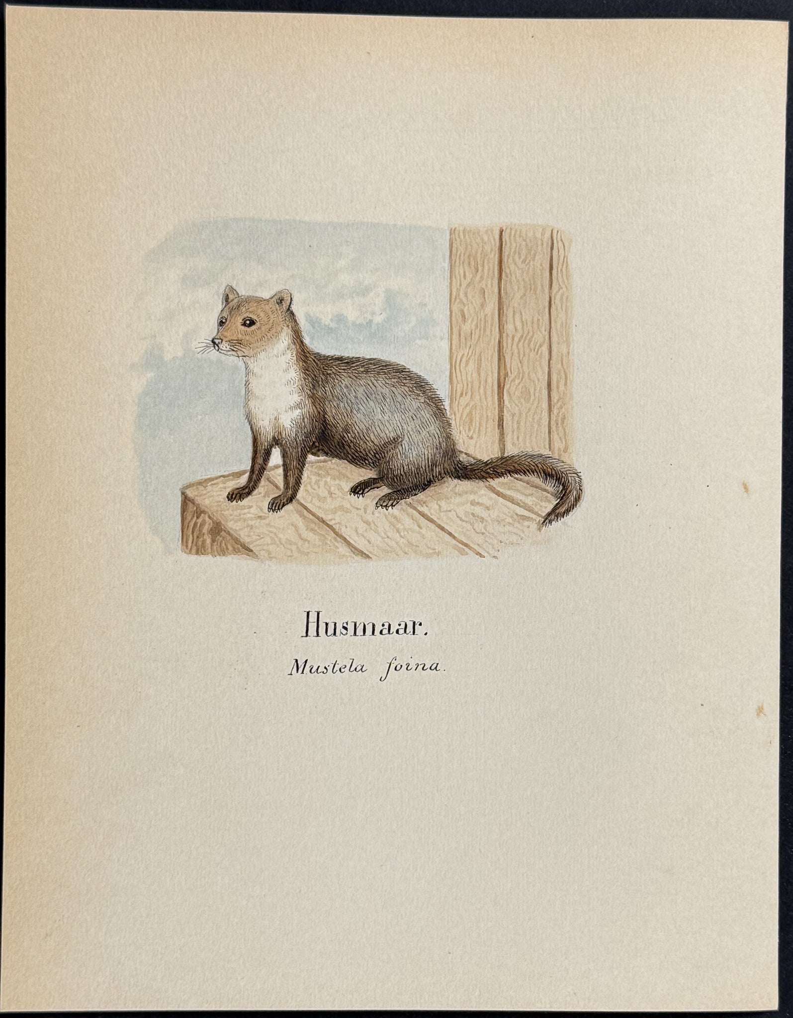 Weasel or Marten [Mustela foina]