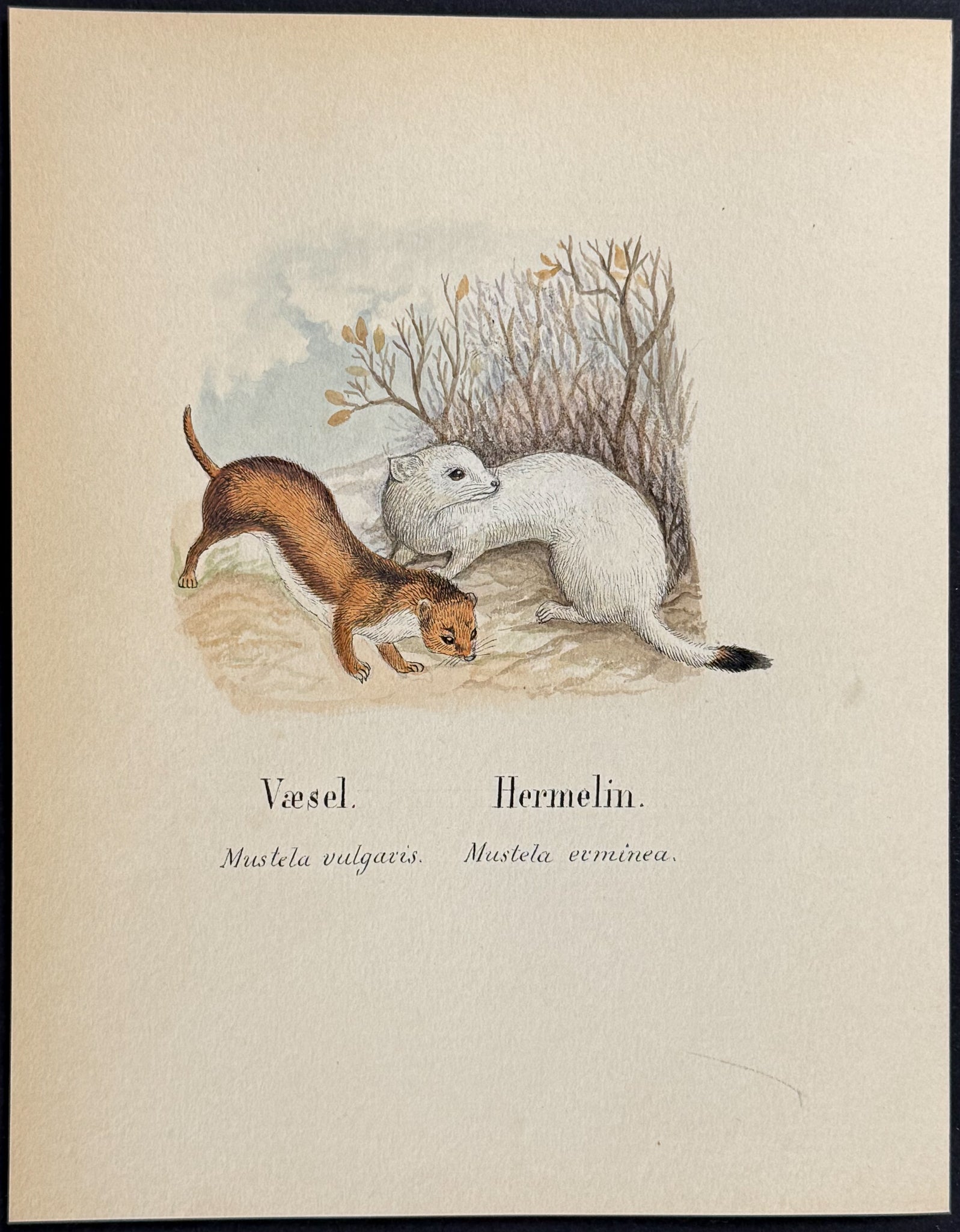 Weasel & Stoat [Mustela vulgaris, M. erminea]