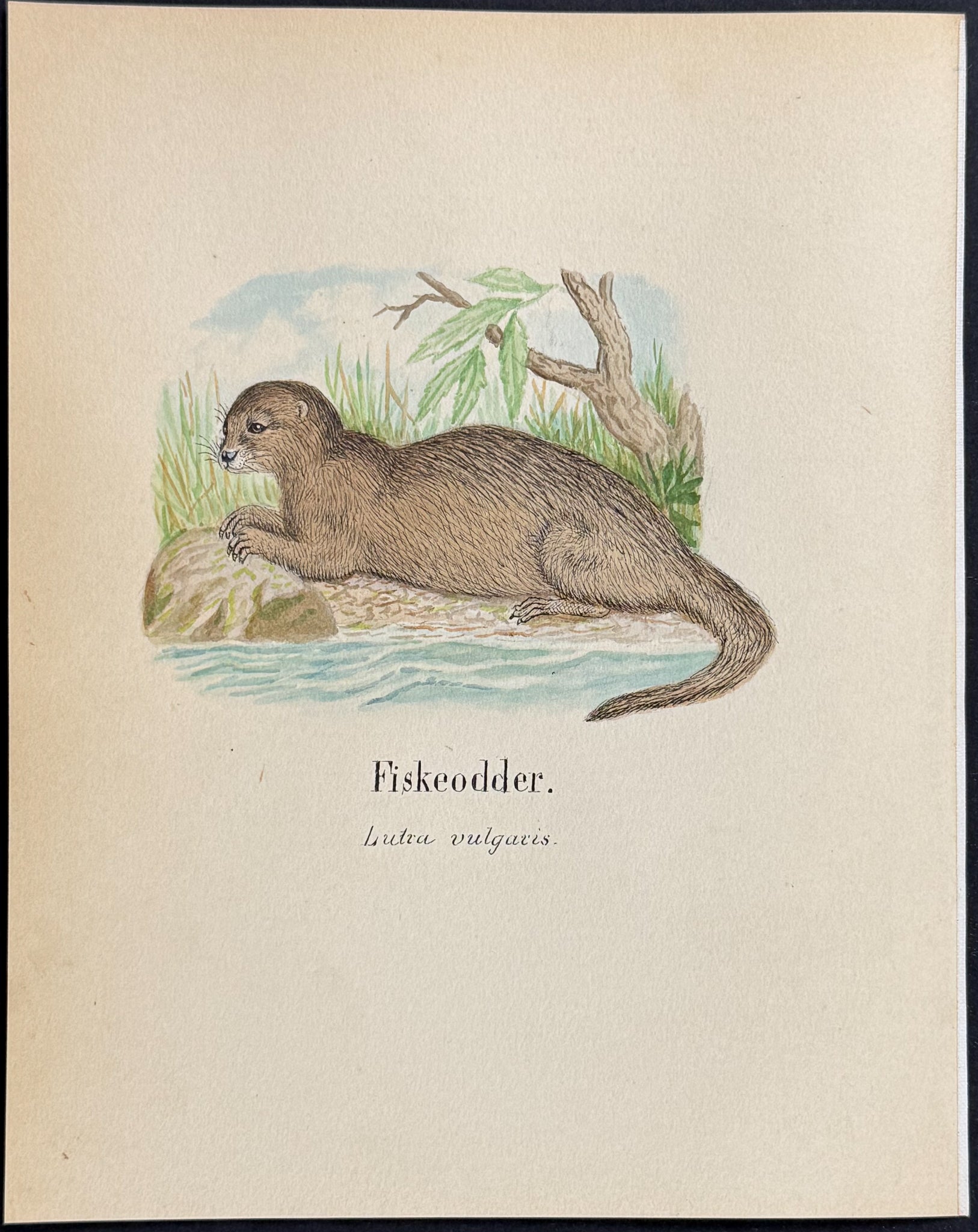 Otter [Lutra vulgaris]