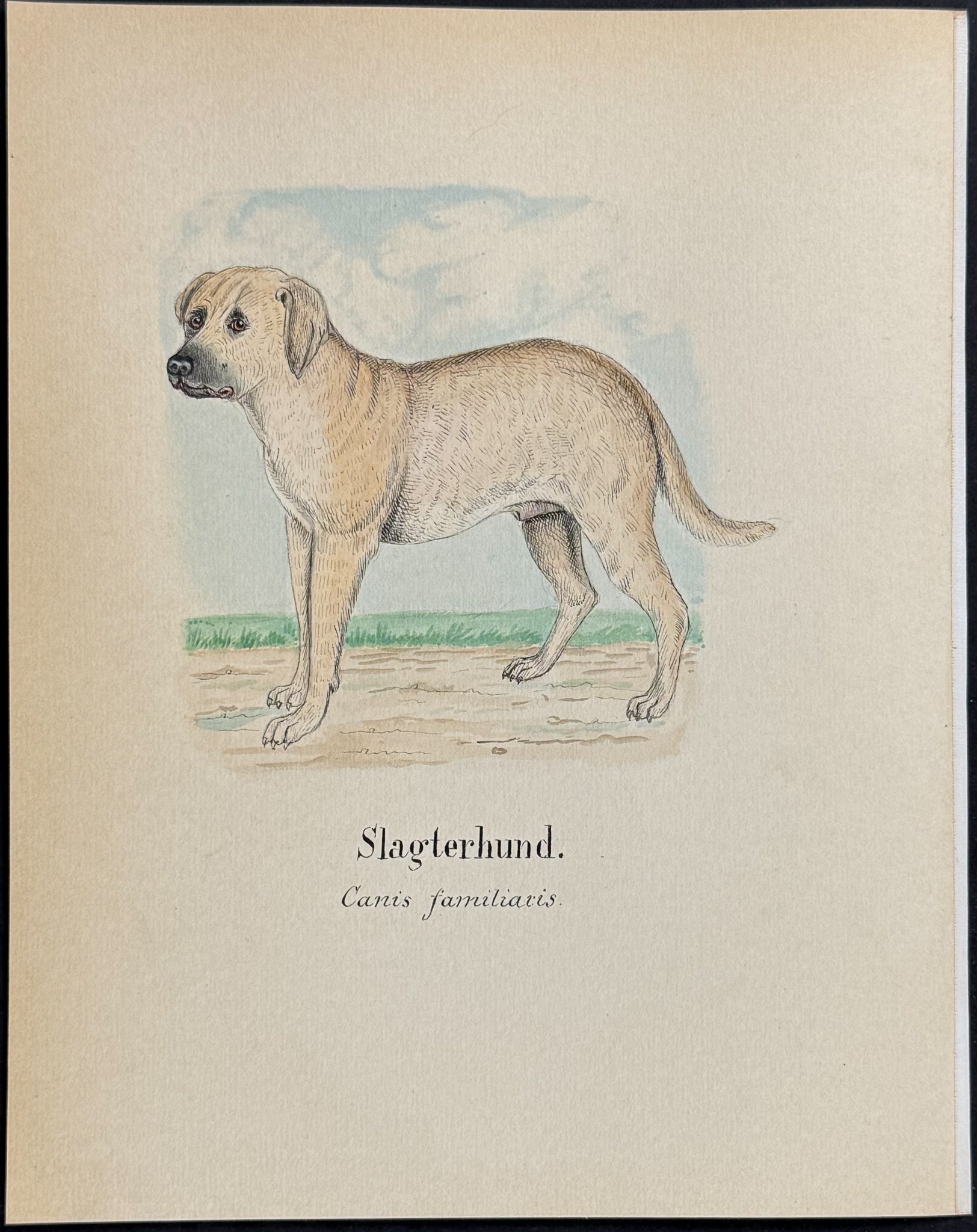 Dog [Canis familiaris]