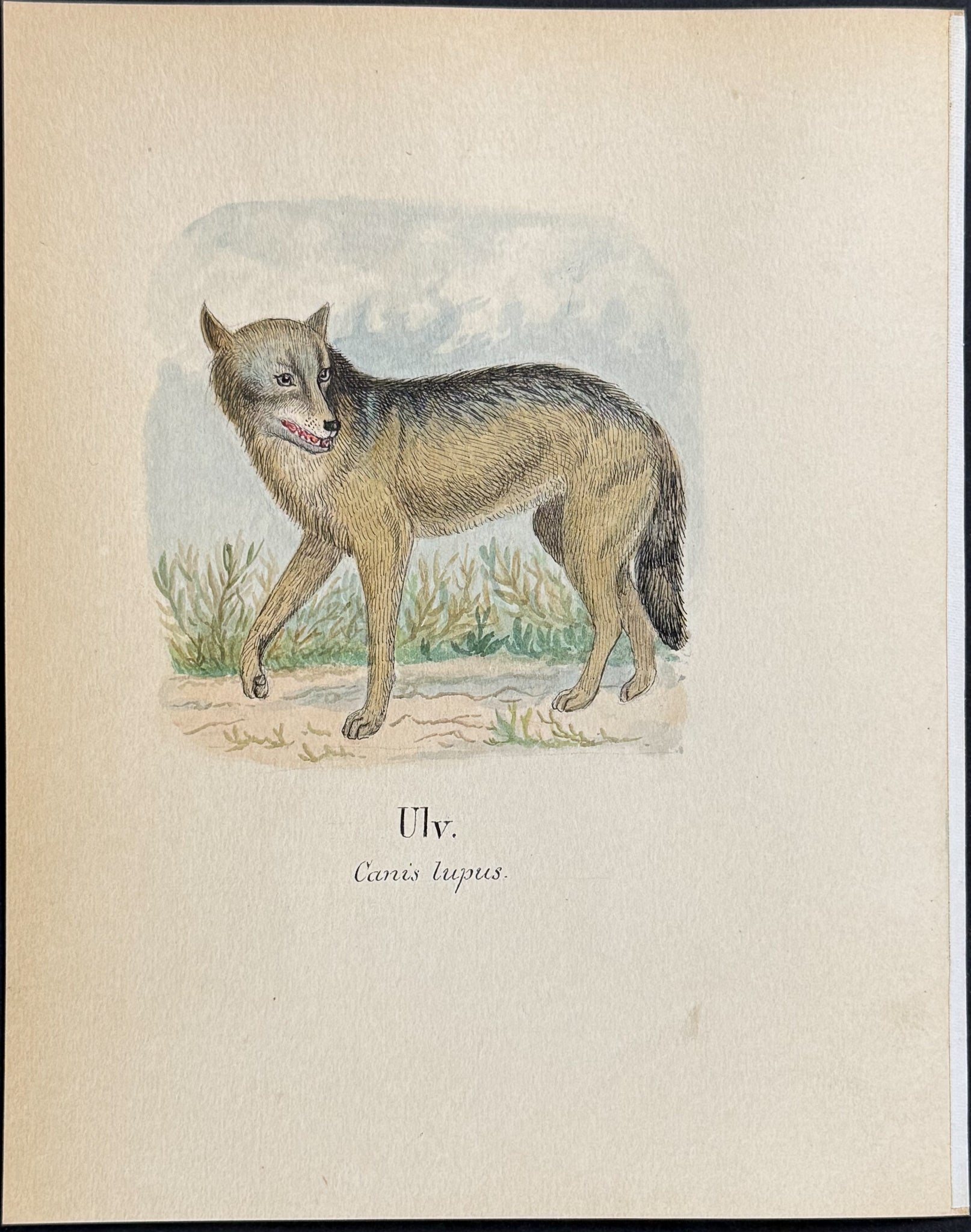 Wolf [Canis lupus]