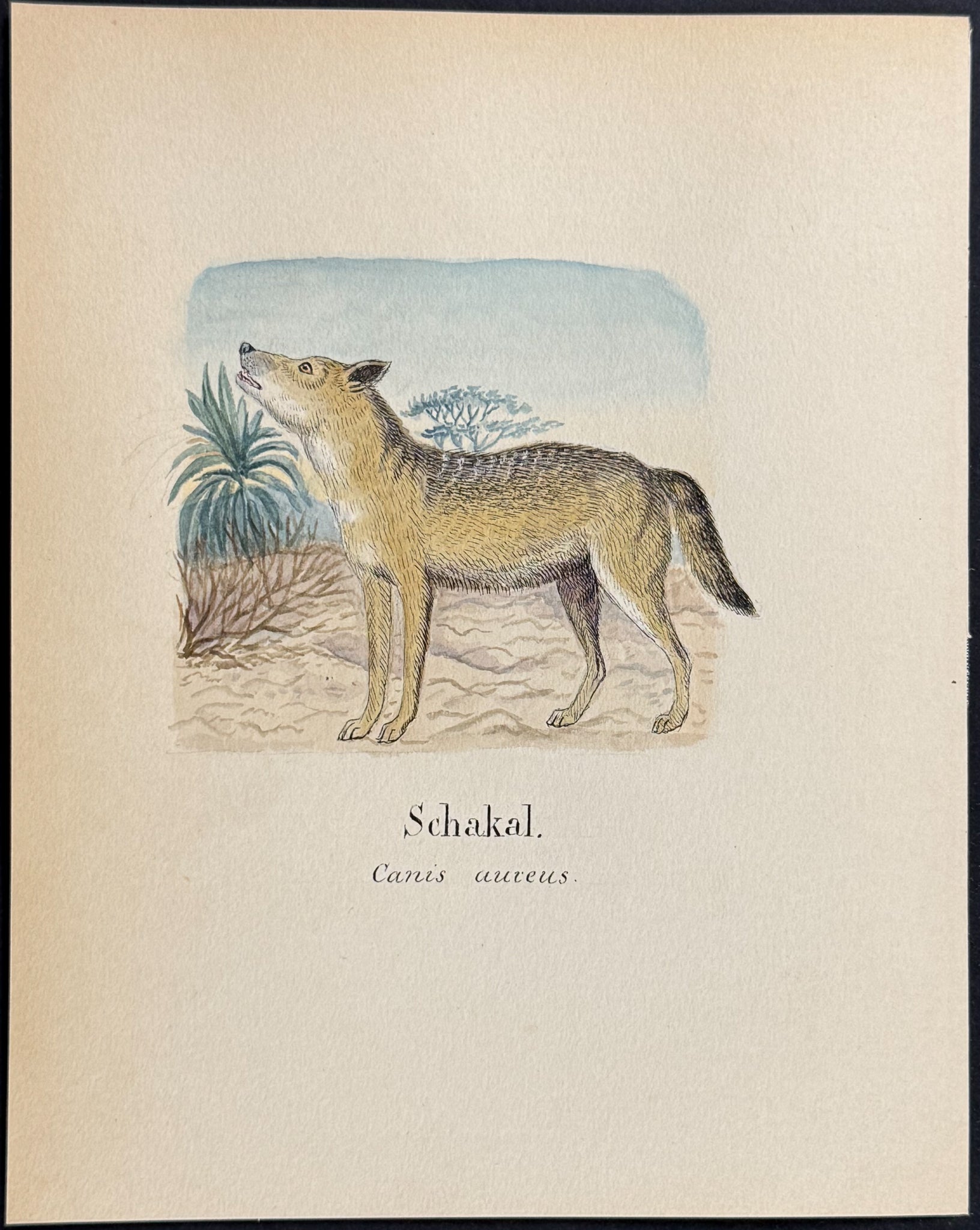 Golden Jackal [Canis aureus]