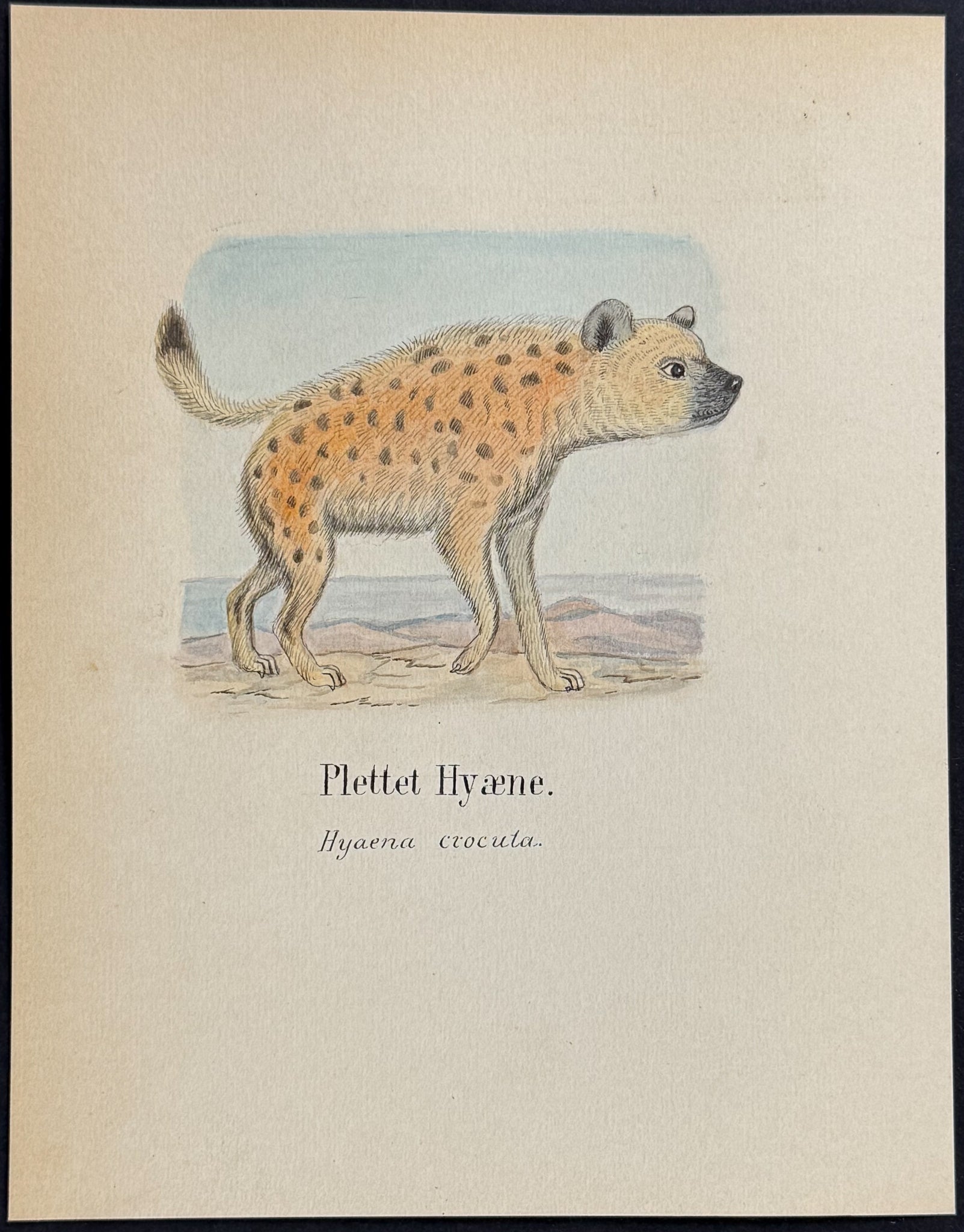 Spotted Hyena or Crocuta [Hyaena crocuta]