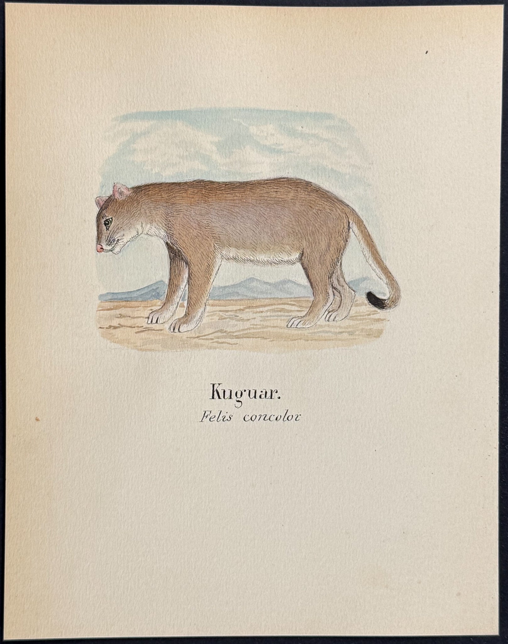 Cougar [Felis concolor]