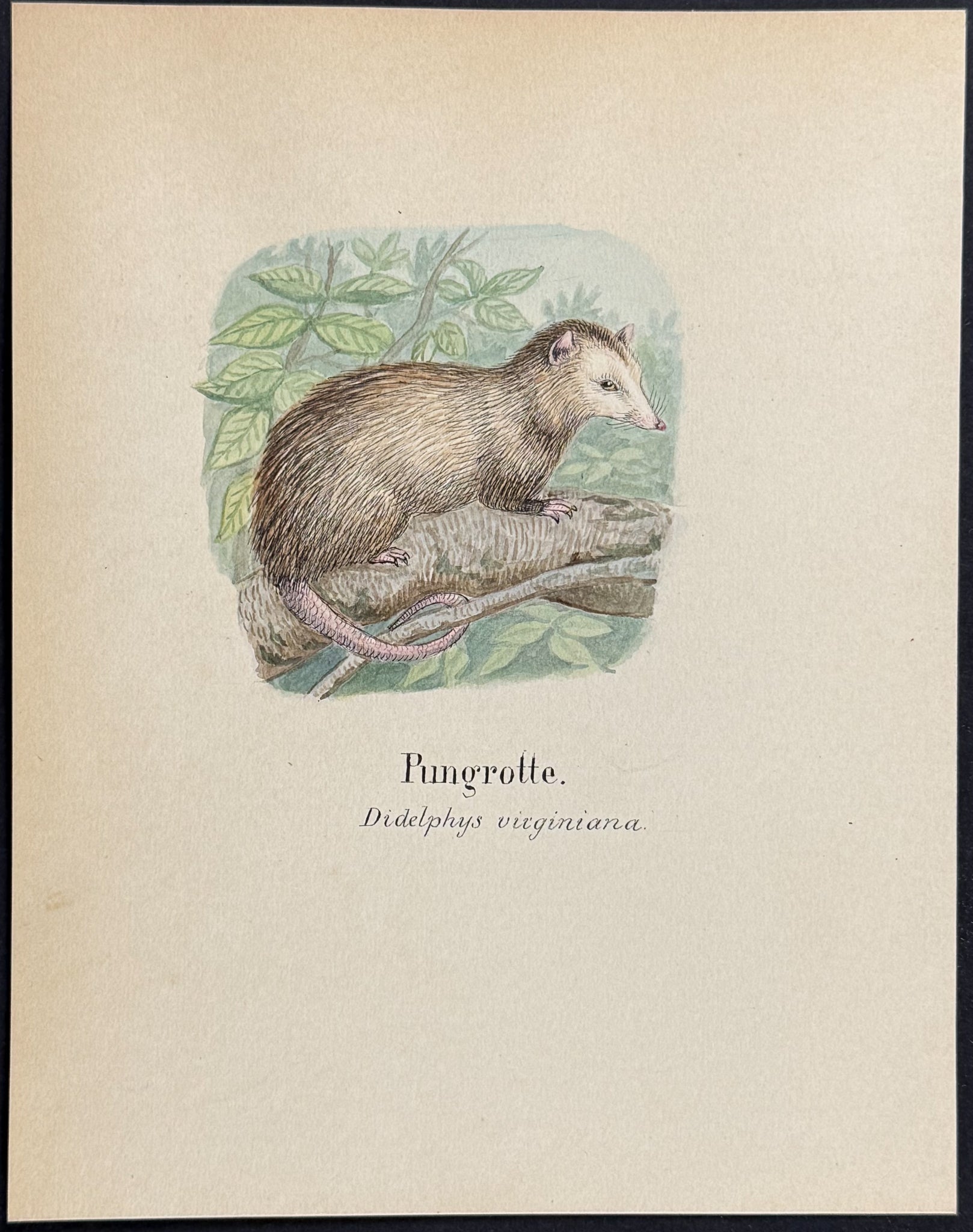 Virginia Opossum [Didelphys virginiana]