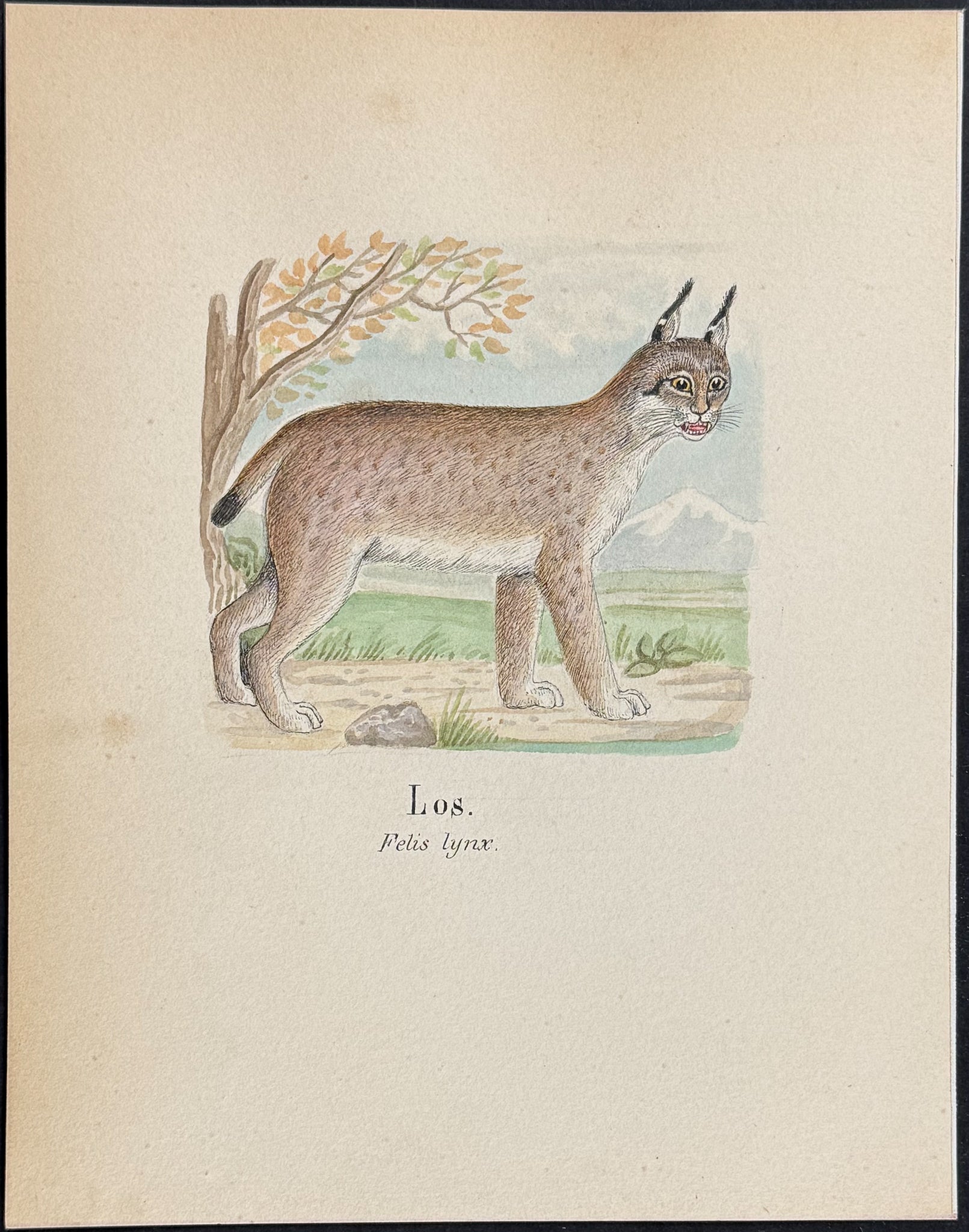 Eurasian Lynx [Felis lynx]