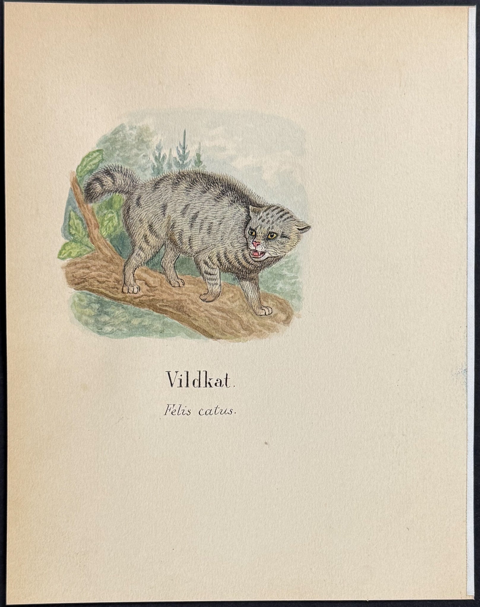 Wild Cat [Felis catus]
