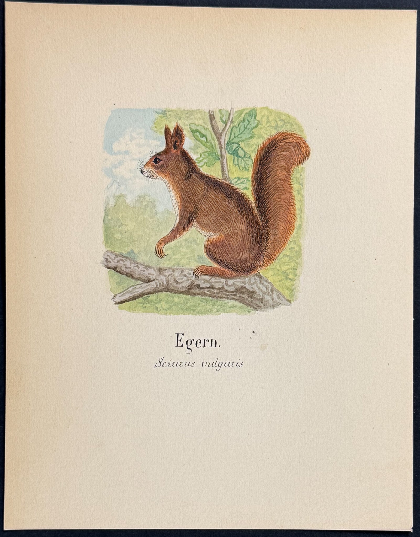 Red Squirrel [Sciurus vulgaris]