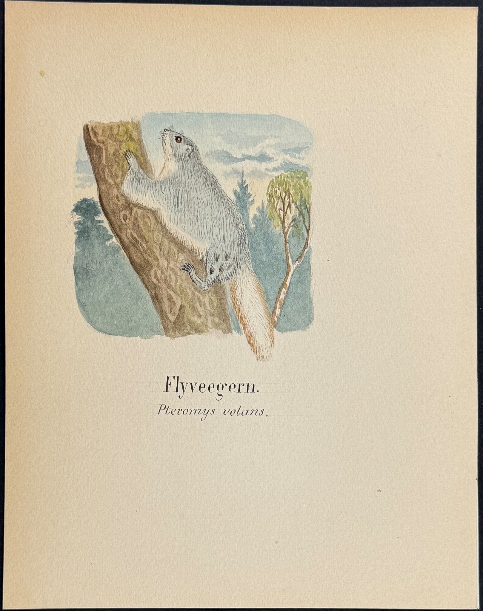 Siberian Flying Squirrel [Pteromys volans]