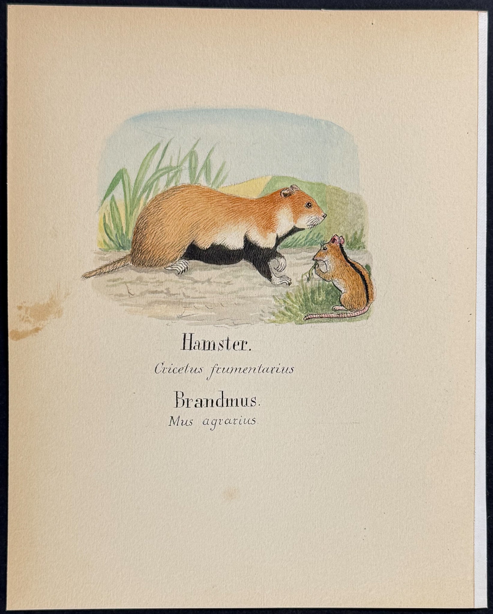 European Hamster & Striped Field Mouse [Cricetus frumentarius, Mus agrarius]