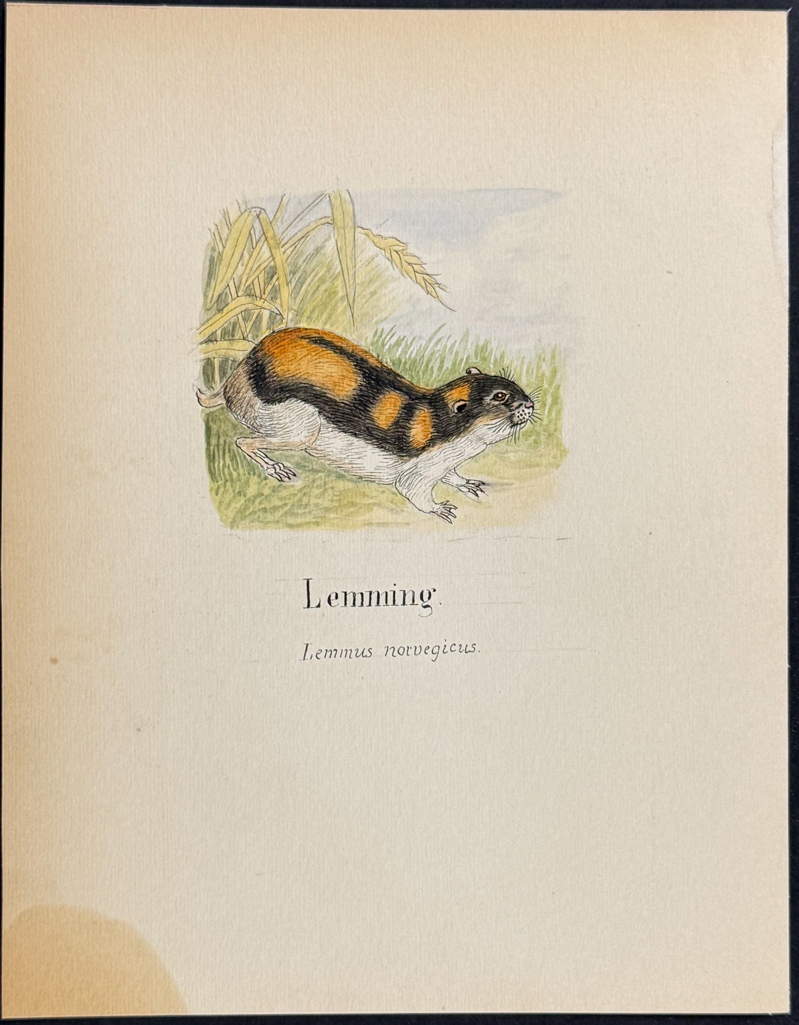 Norway Lemming [Lemmus norvegicus]