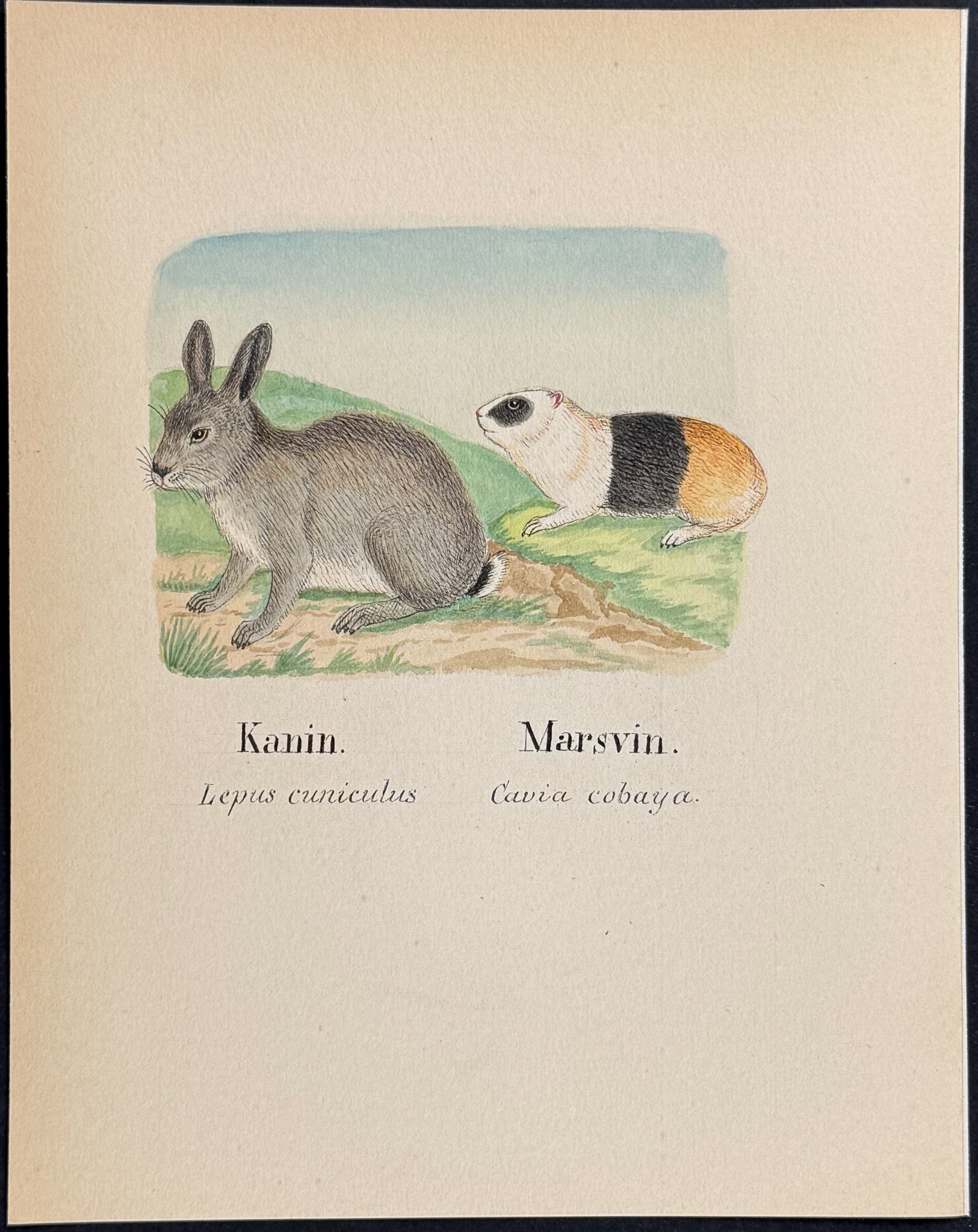 European Rabbit & Guinea Pig [Lepus cuniculus, Cavia cabaya]