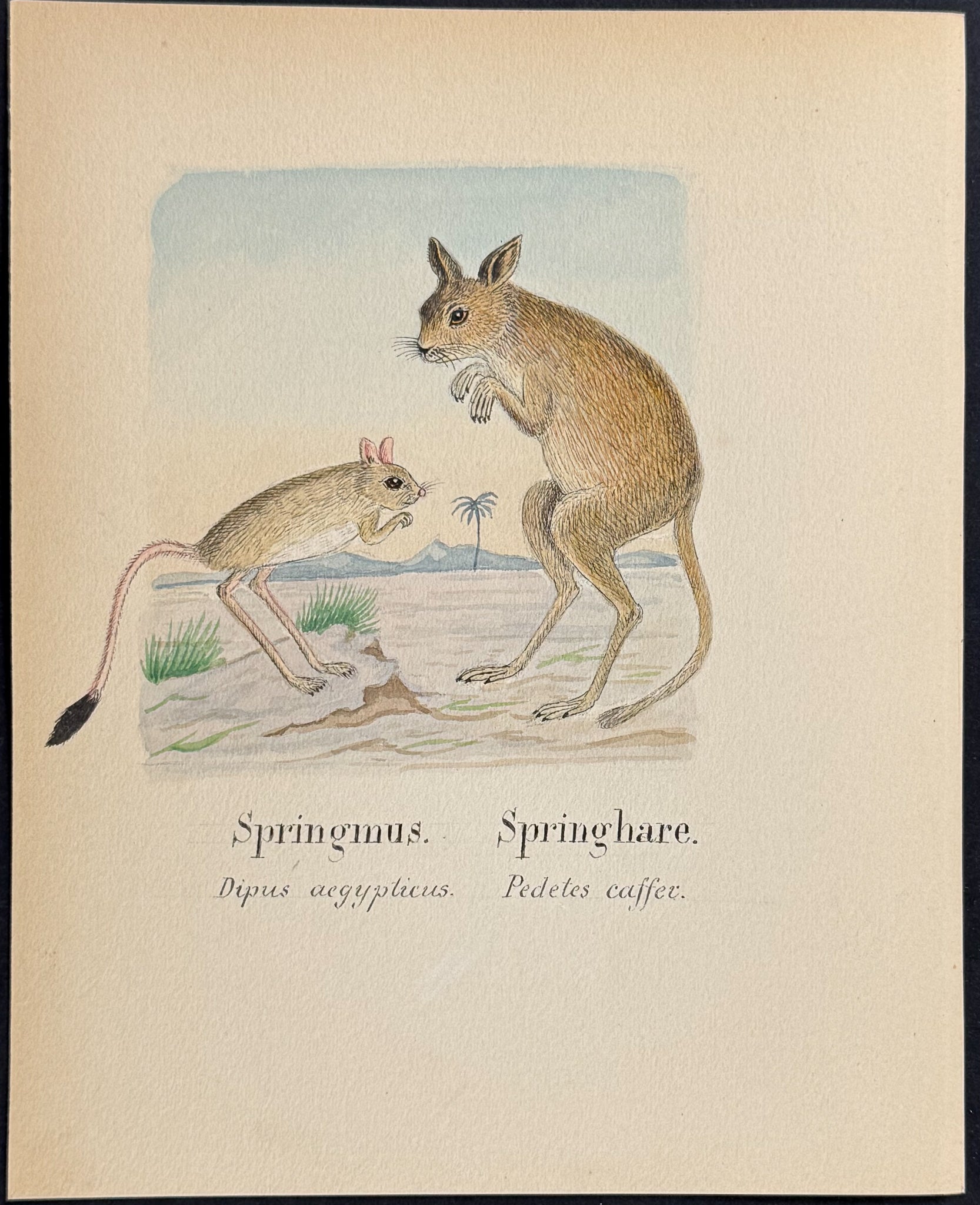 Egyptian Jerboa & Springhare [Dipus aegypticus, Pedetes casser]