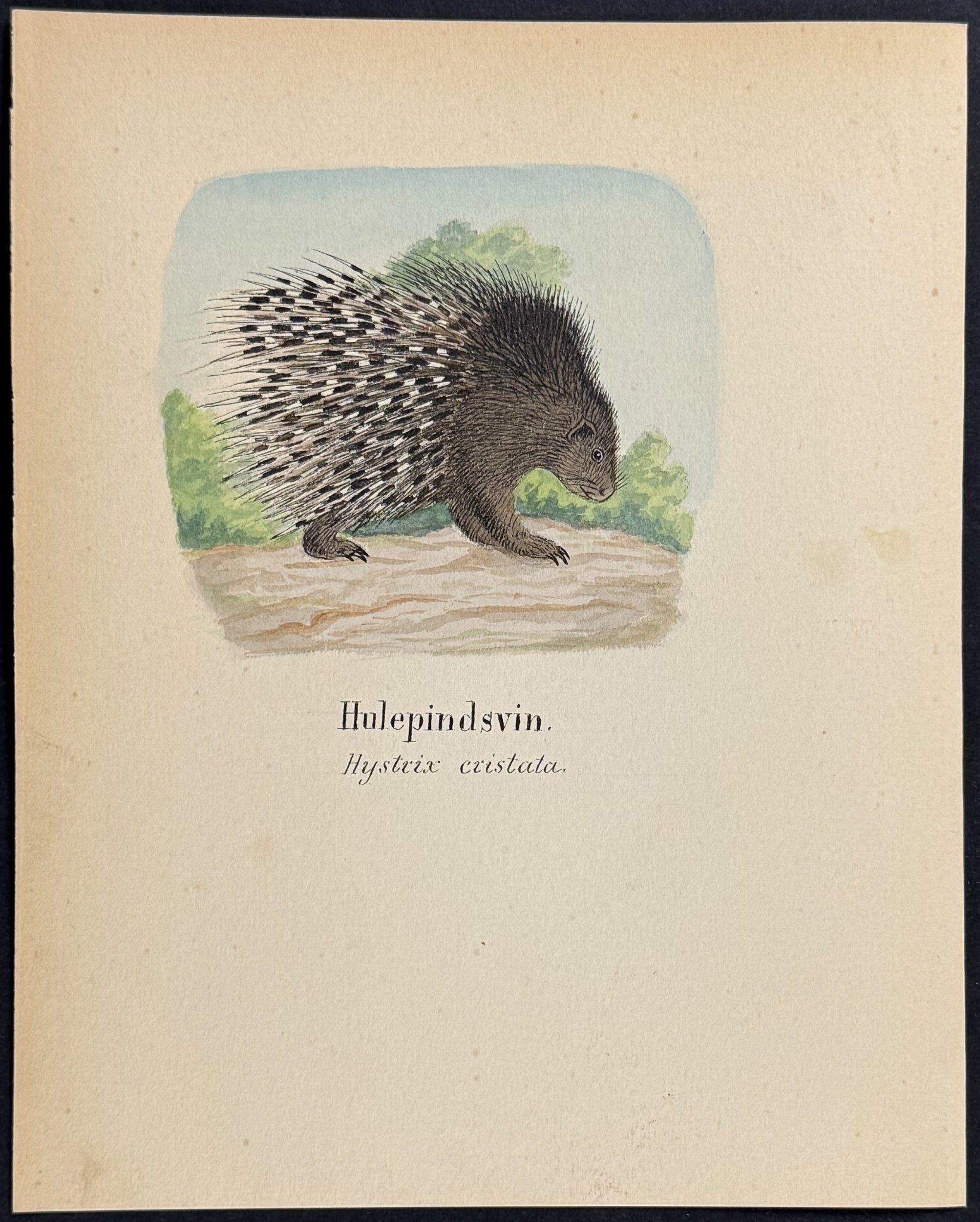 Crested Porcupine [Hystrix cristata]