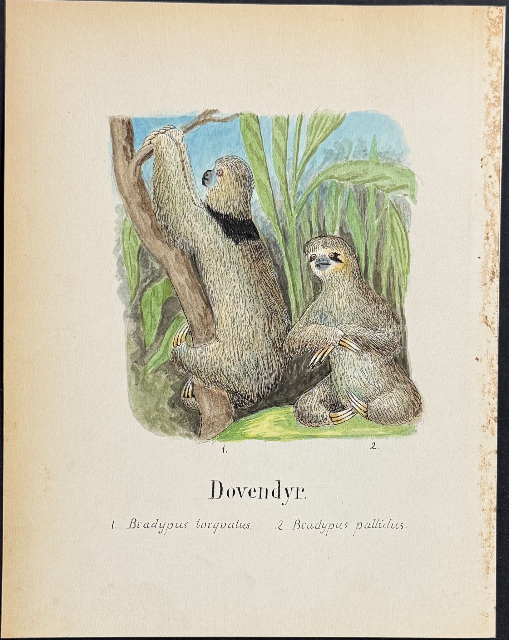 Northern Maned Sloth & Brown-throated Sloth [Bradypus torquatus, B. pallidus]