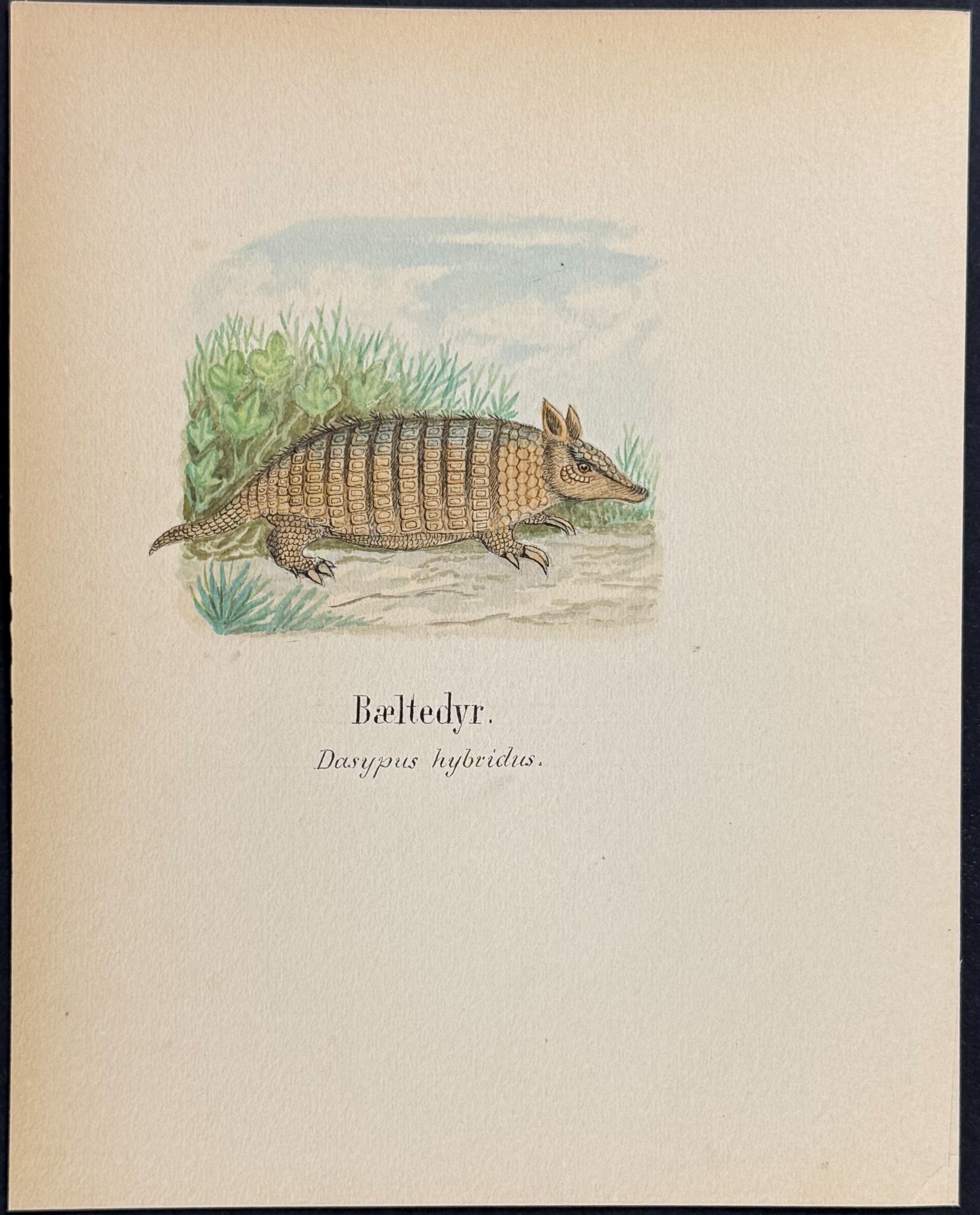 Southern Long-nosed Armadillo [Dasypus hybridus]