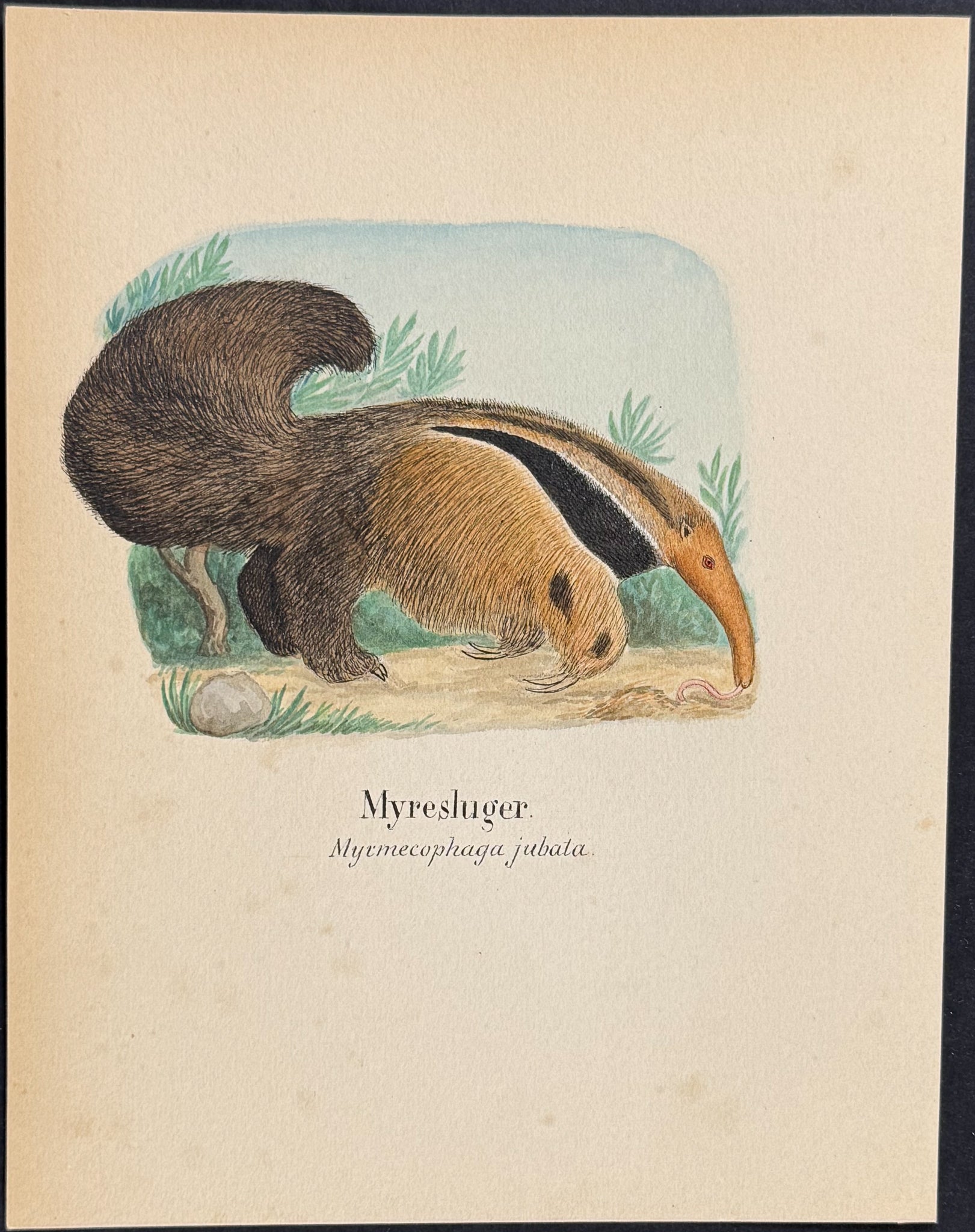 Giant Anteater [Myrmecophaga jubata]