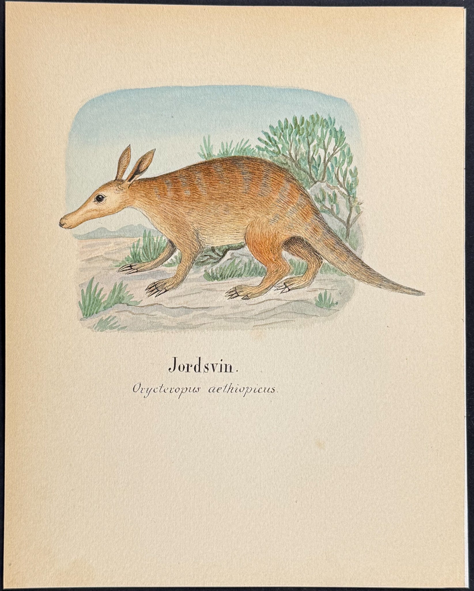 Aardvark [Orycteropus aethiopicus]