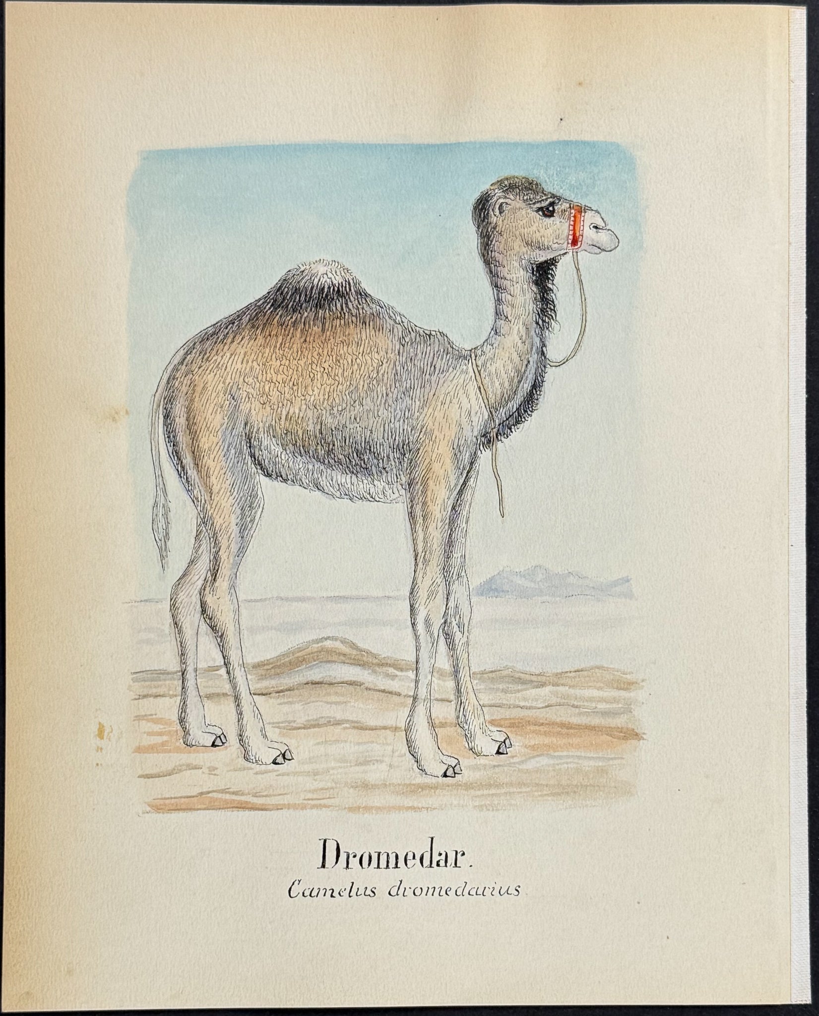 Dromedary Camel [Camelus dromedarius]