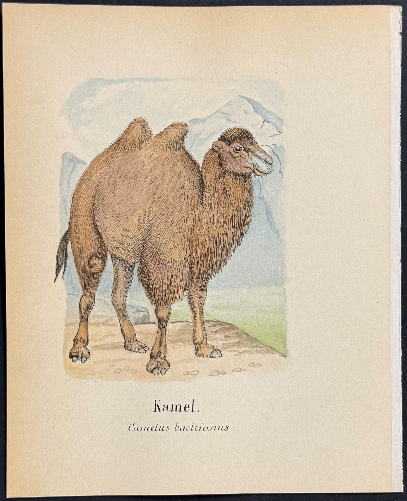 Bactrian Camel [Camelus bactrianus]