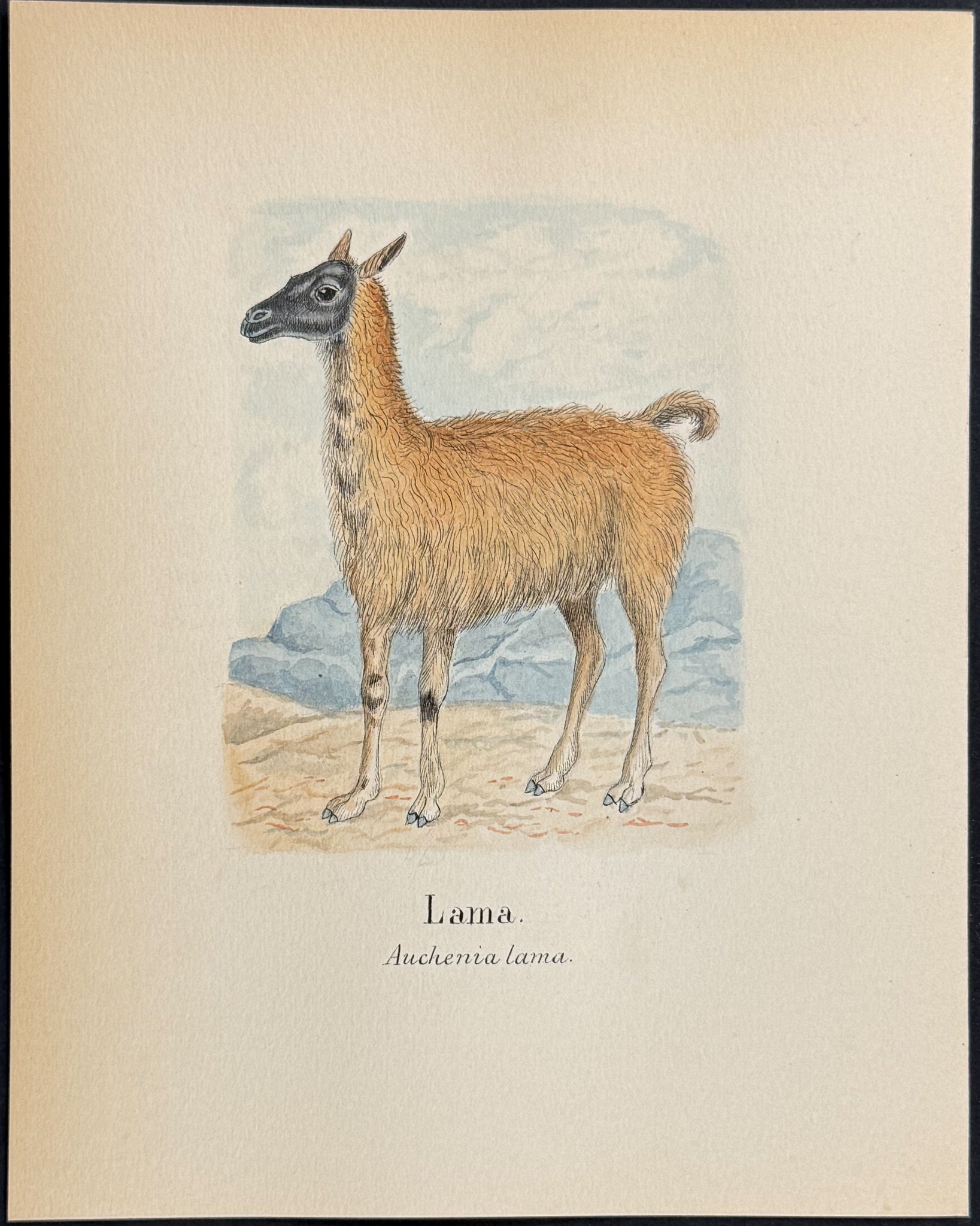 Llama [Auchenia lama]