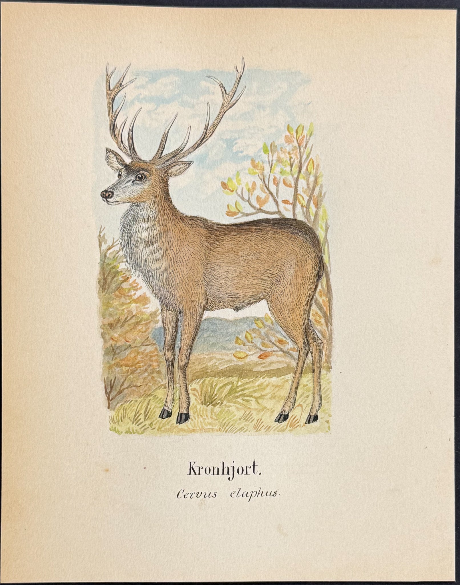 Red Deer [Cervus elaphus]