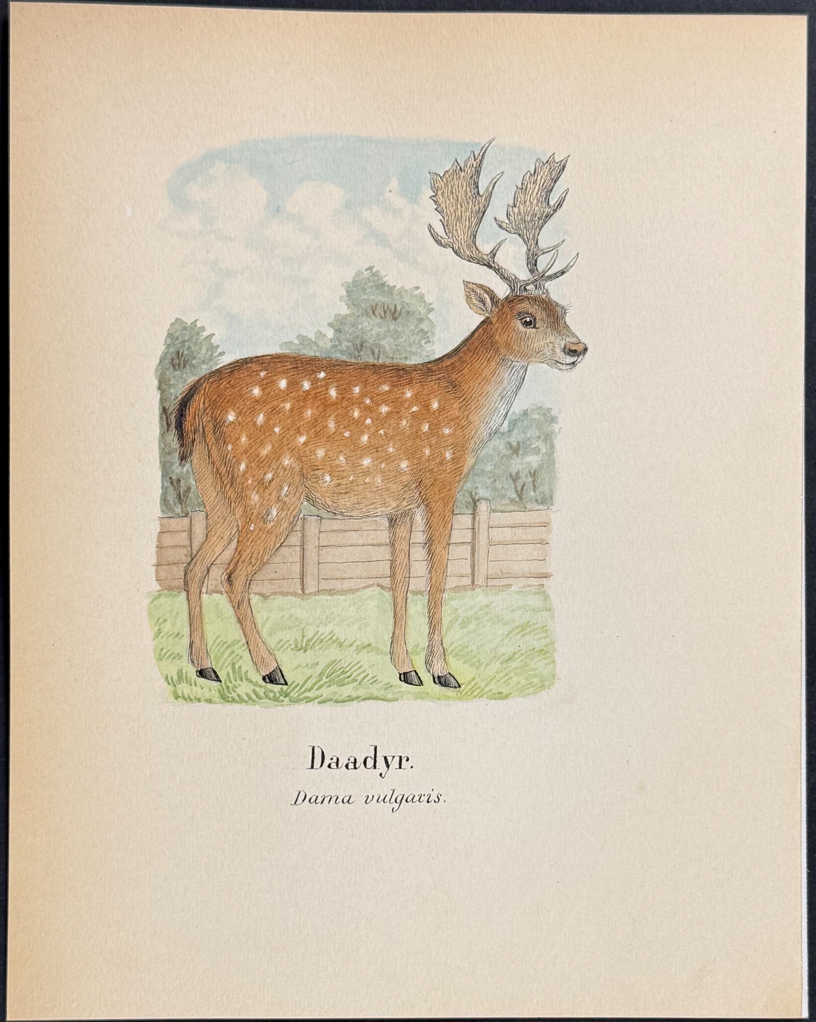 European Fallow Deer [Dama vulgaris]
