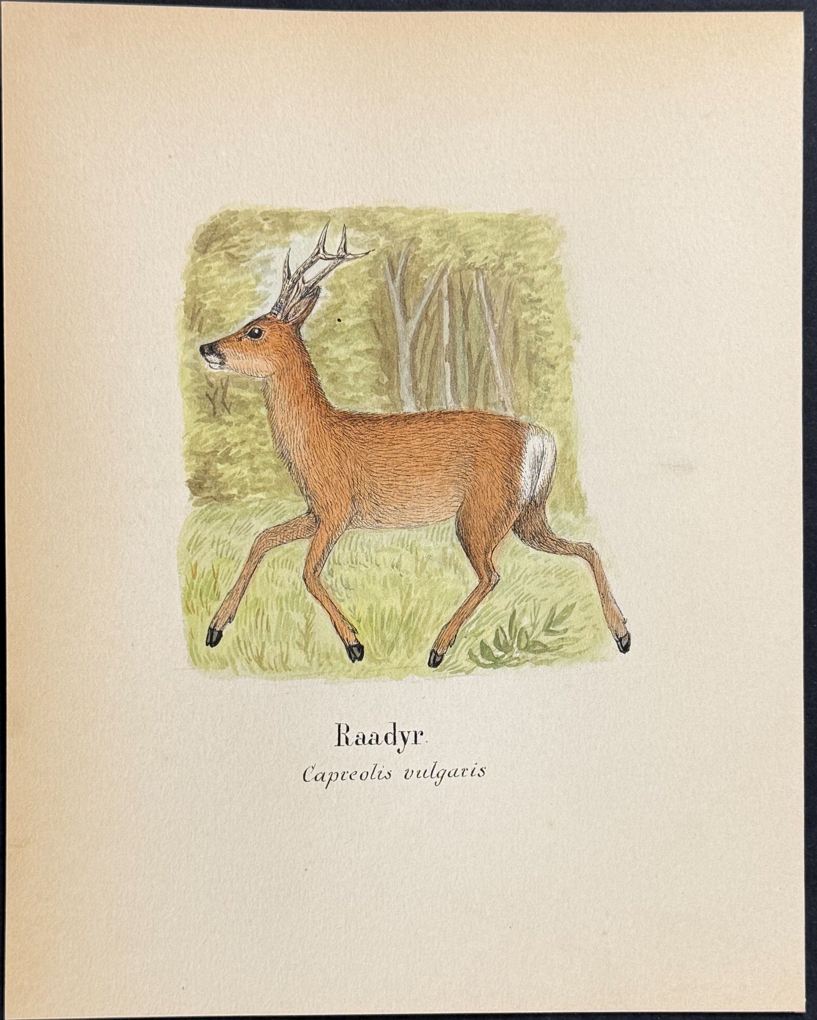 European Roe Deer [Capreolus vulgaris]