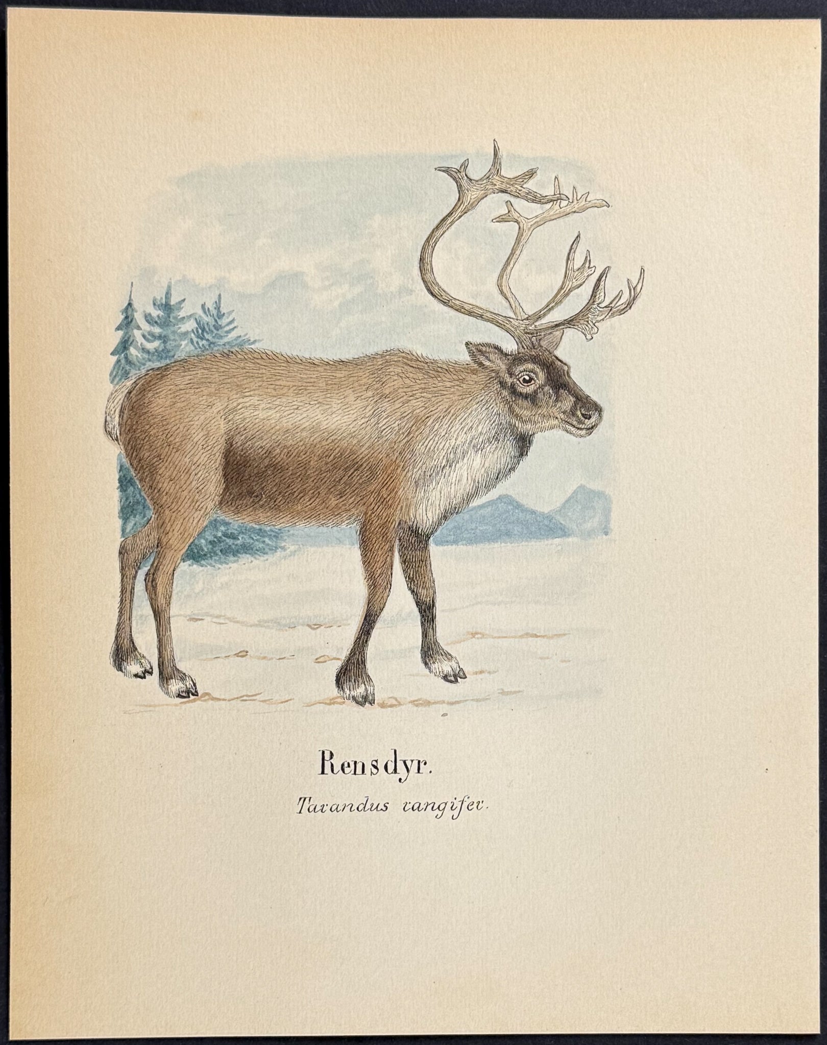Reindeer [Tarandus tangifer]