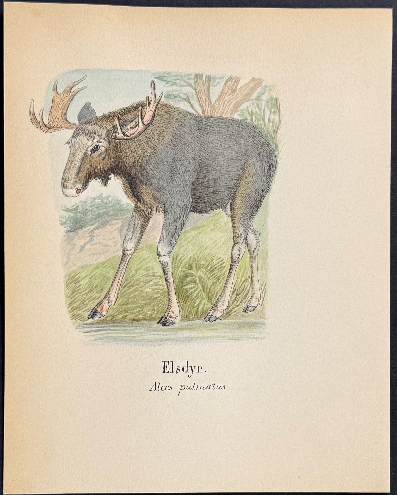 Moose or Elk [Alces palmatus]
