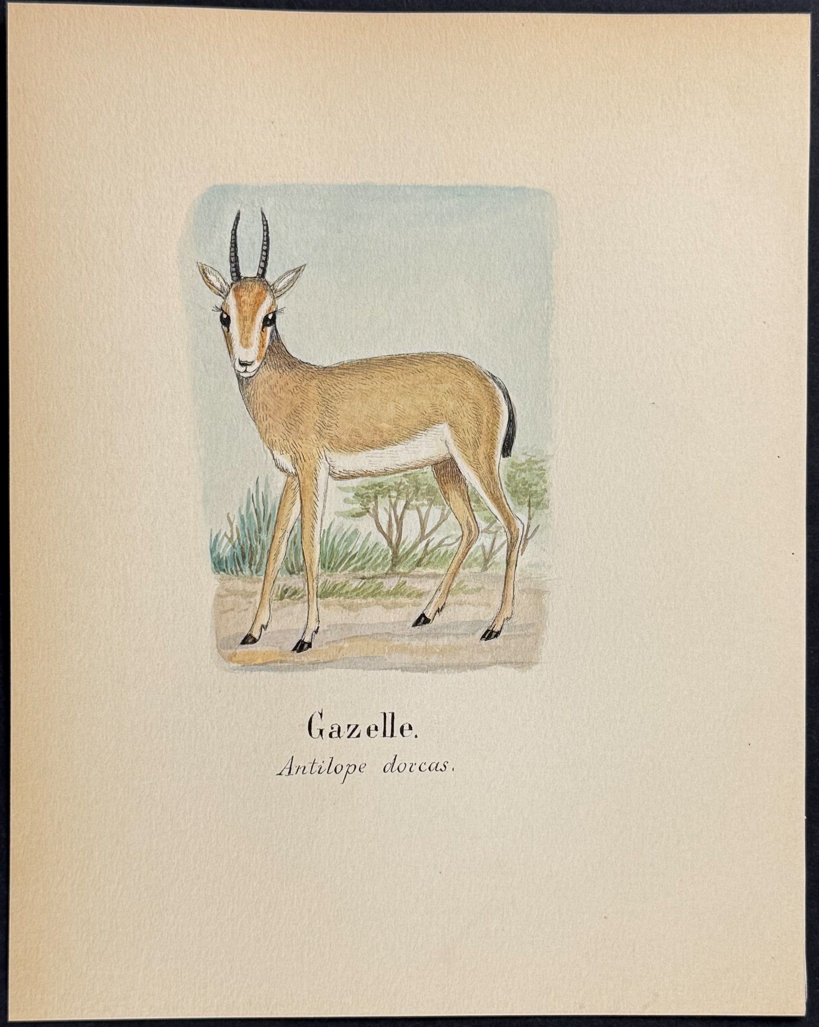 Dorcas Gazelle [Antilope dorcas]