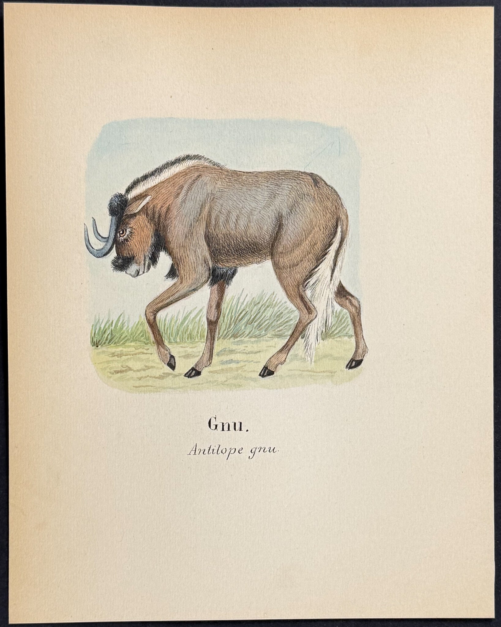 Wildebeest or Gnu [Antilope gnu]