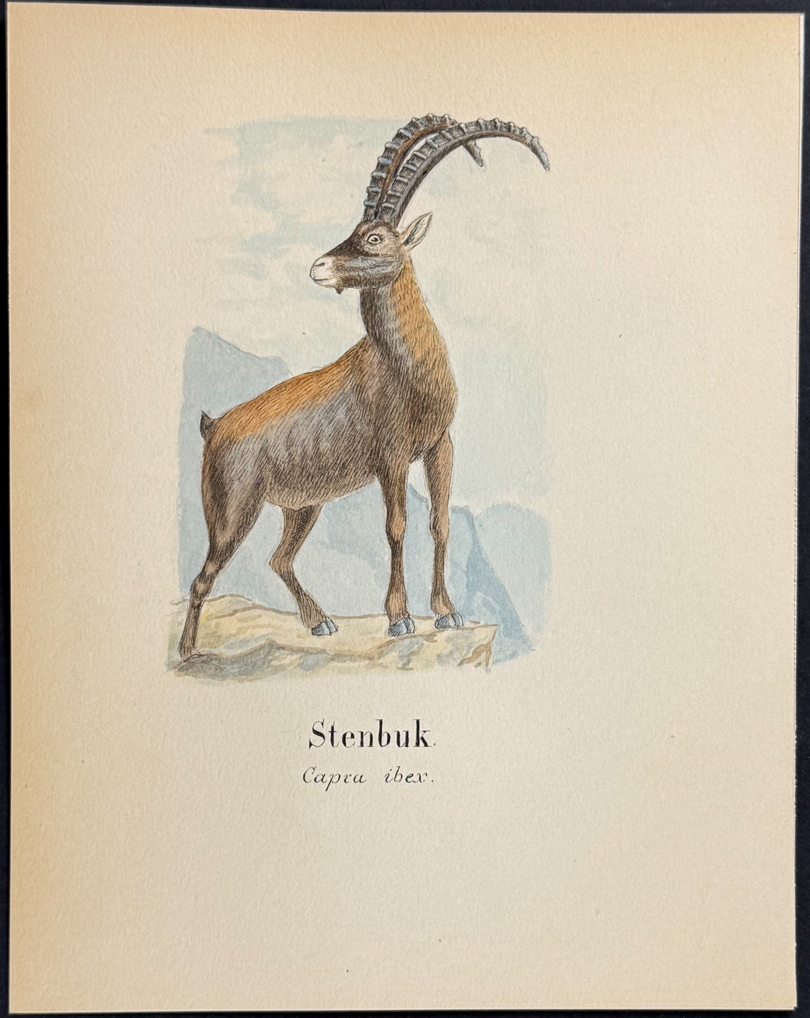 Alpine Ibex [Capra ibex]
