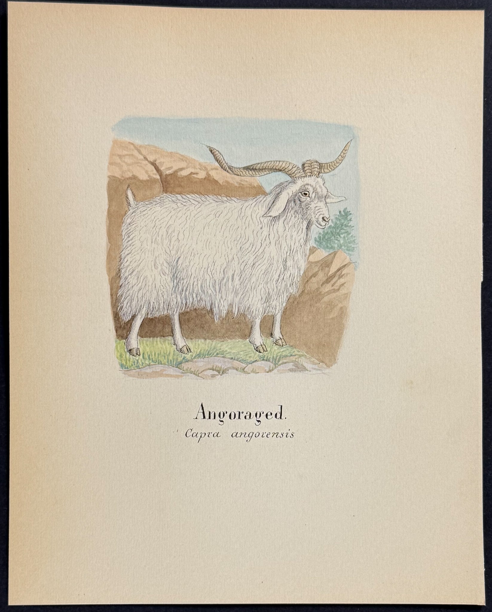 Angora Goat [Capra angorensis]