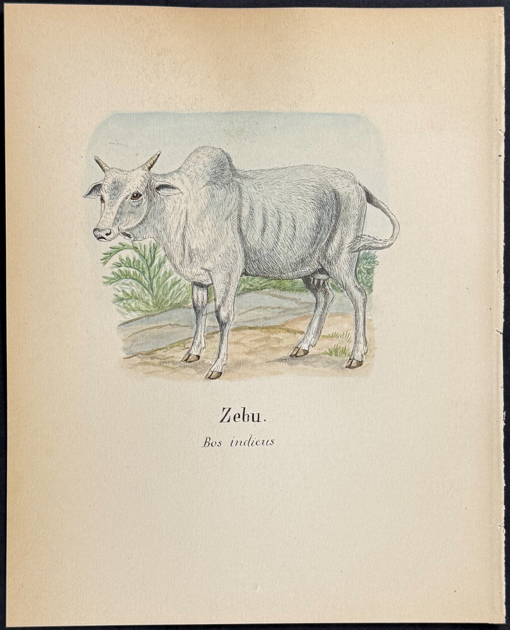 Zebu [Bos indicus]