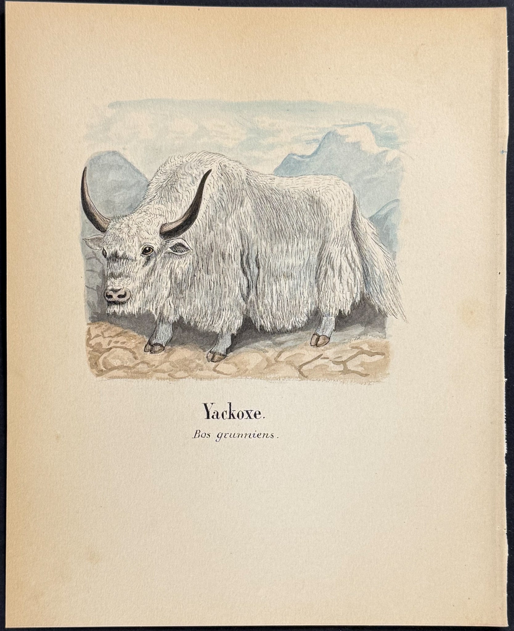 Yak [Bos grunniens]