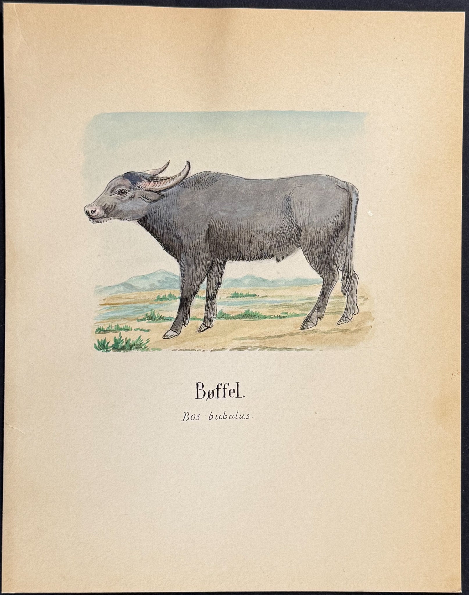 Water Buffalo [Bos bubalus]